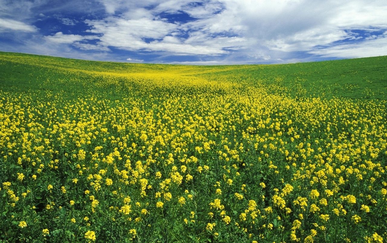 Rapsfeld, Gelbe Blüten, Hügel, Wolkenhimmel, Landschaft, HD, Laptop-Hintergrundbild