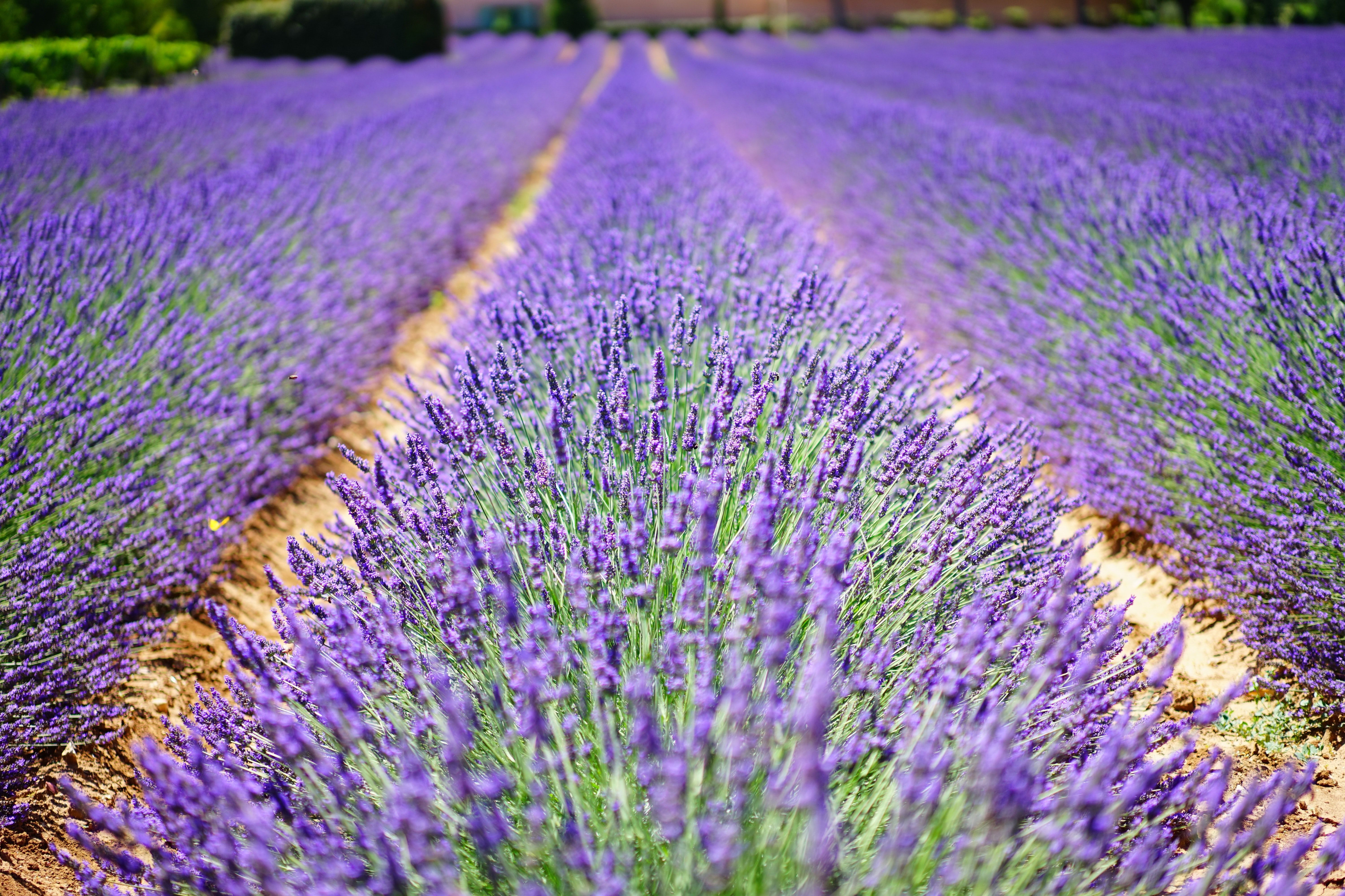 Lavendelfeld, Lavendel, Reihen, Lila, Provence, 6K, Desktop-Hintergrund für Windows