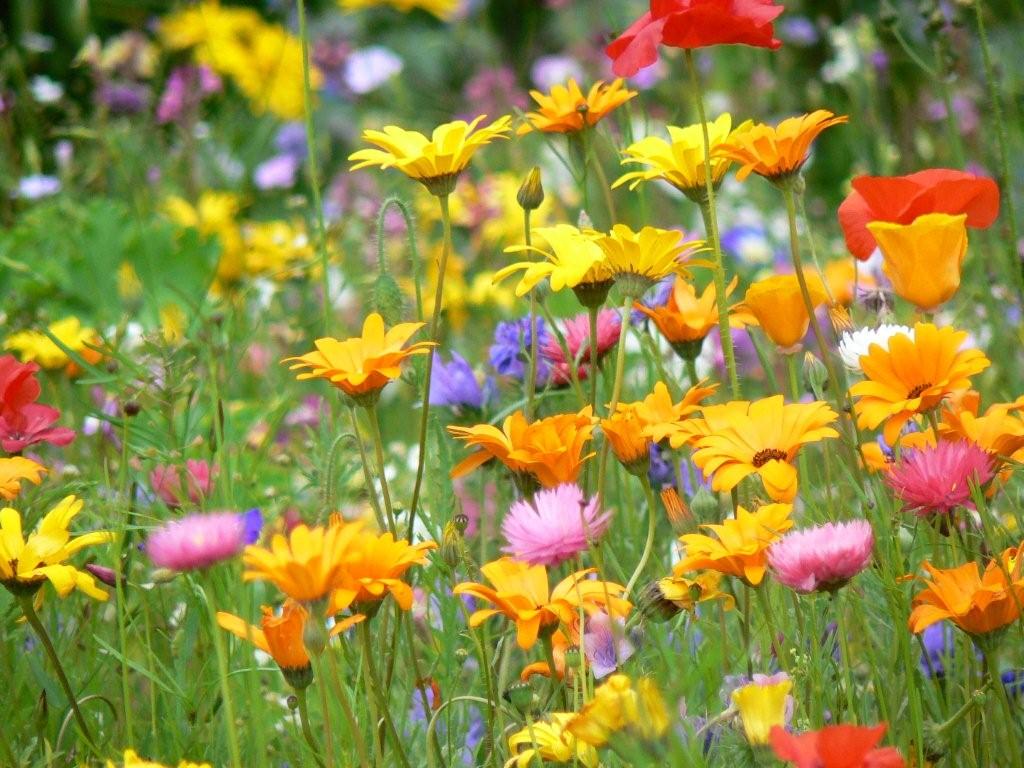 Wildblumen, Gelbe Blüten, Mohn, Bunte Blüten, Sommer, Hintergrundbild für iPad und Tablet