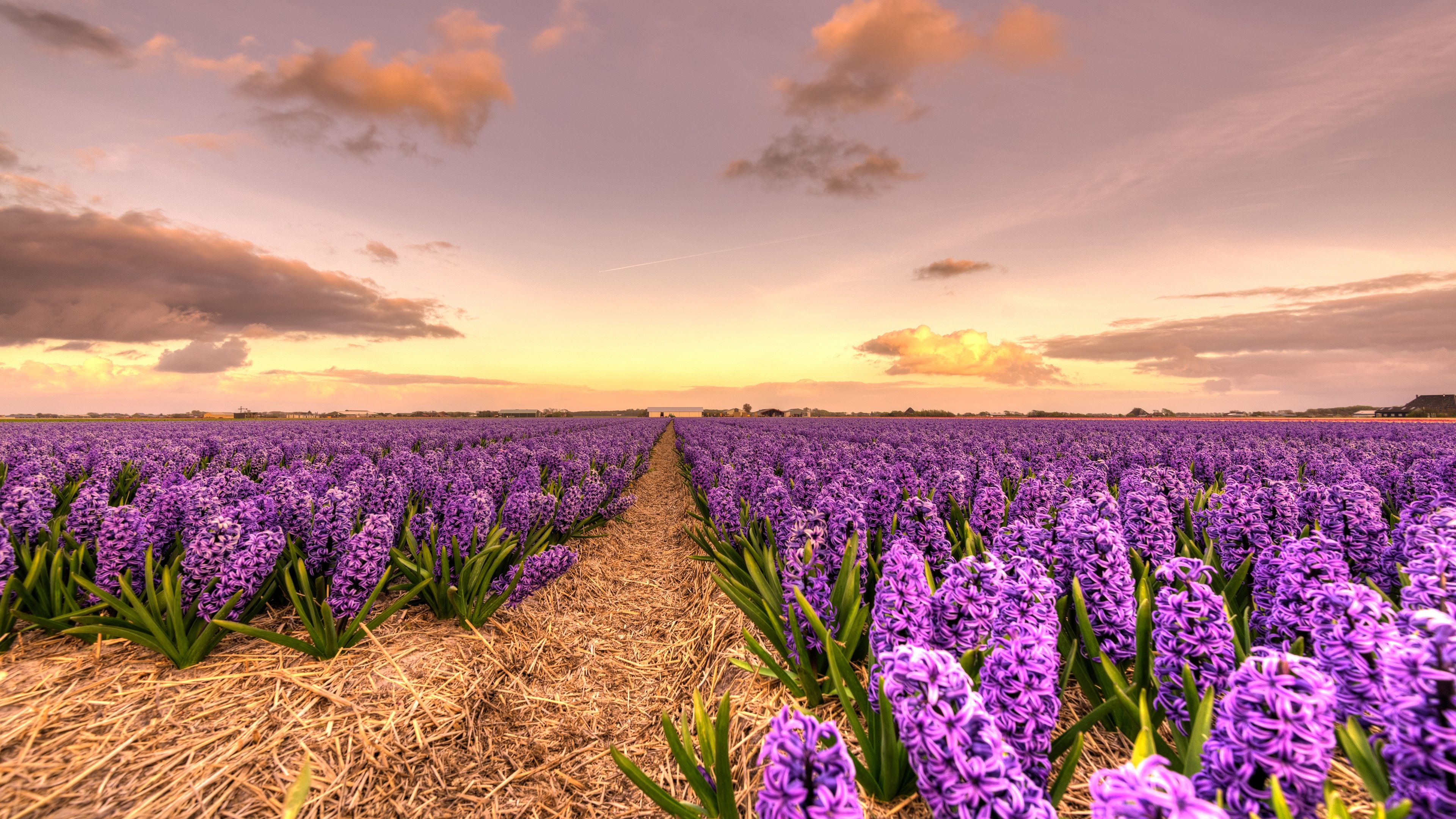 Hyazinthenfeld, Hyazinthen, Lila Blüten, Abendhimmel, Weg, 4K, Windows-Hintergrundbild