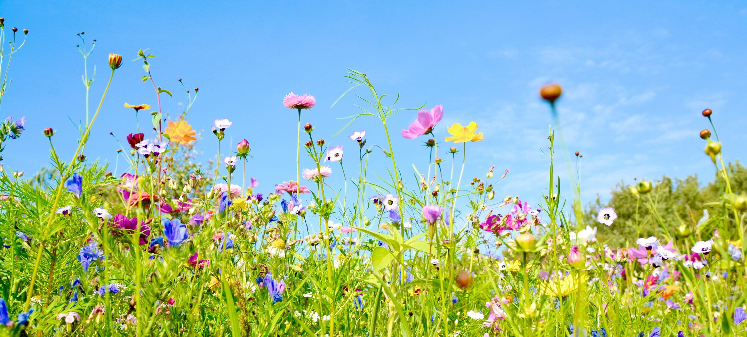 Wildblumen, Blumenwiese, Blauer Himmel, Sommer, Froschperspektive, 2K, Windows-Hintergrundbild