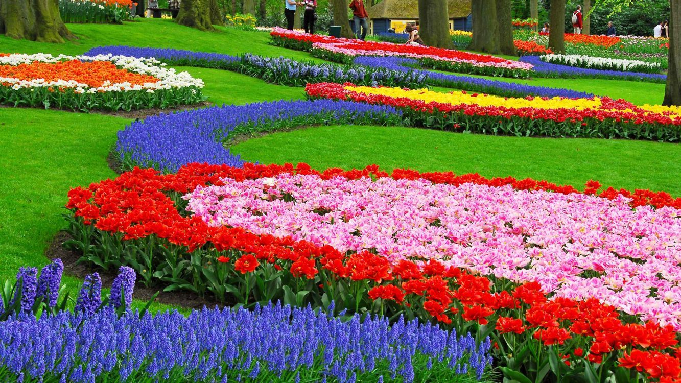 Keukenhof, Tulpen, Traubenhyazinthen, Blumenbeete, Park, Niederlande, HD, Breitbild-Hintergrundbild