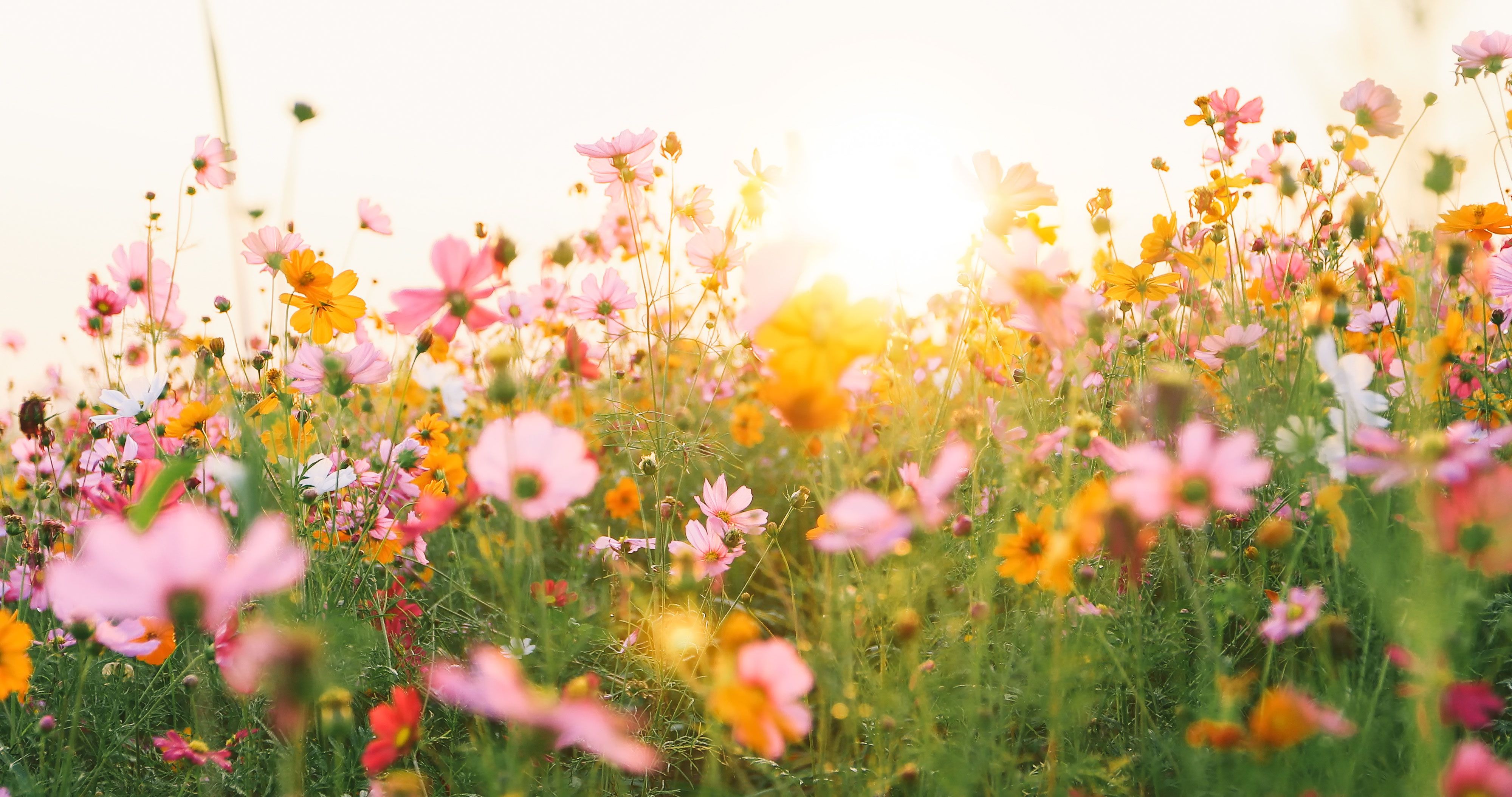 Kosmeen, Wildblumen, Gegenlicht, Sonnenschein, Pastell, 4K, Hintergrund für den Desktop
