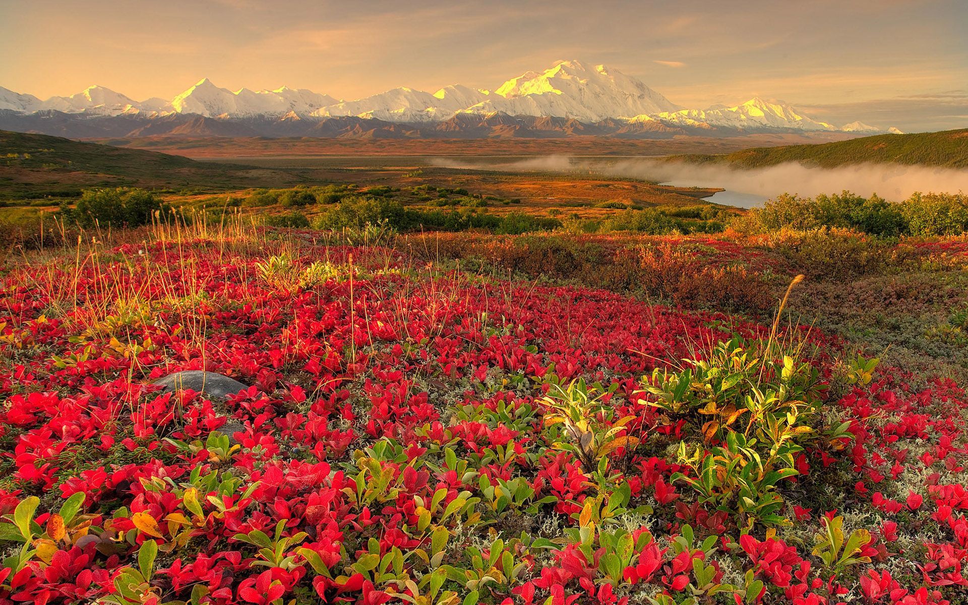 Rote Blüten, Berge, Schneegipfel, Tundra, Landschaft, 16:10, Full-HD-Hintergrundbild für den Desktop