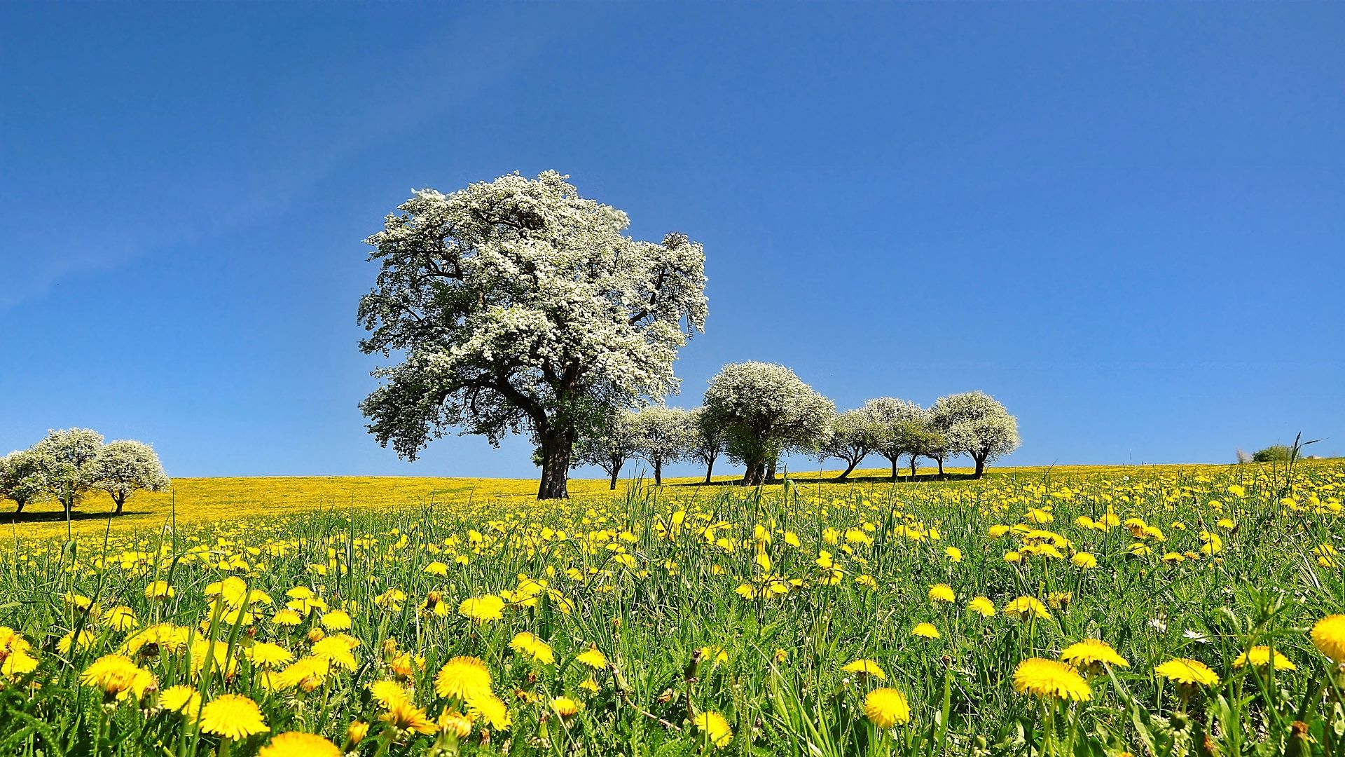 Löwenzahn, Baumblüte, Wiese, Blauer Himmel, Frühling, Full HD 1080p, Desktop-Hintergrundbild