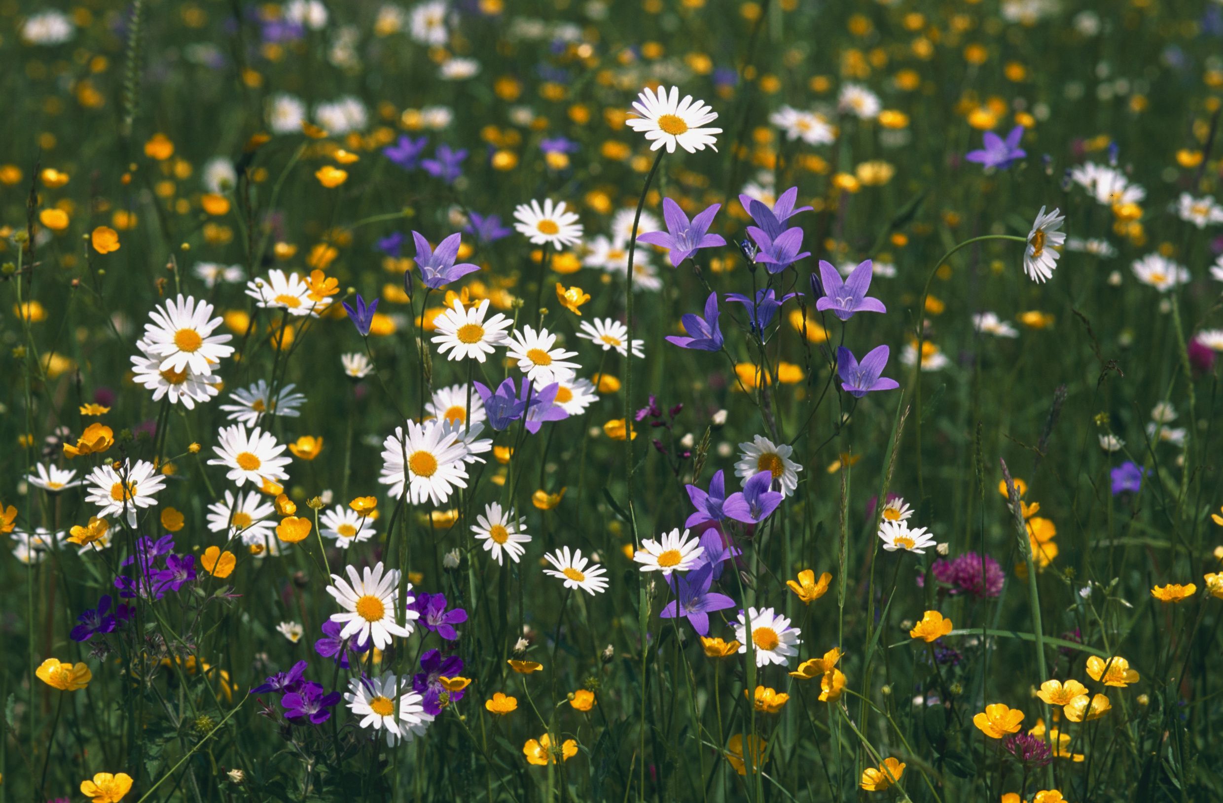 Margeriten, Glockenblumen, Wildblumen, Wiese, Sommer, Full HD, Desktop-Hintergrund für Windows