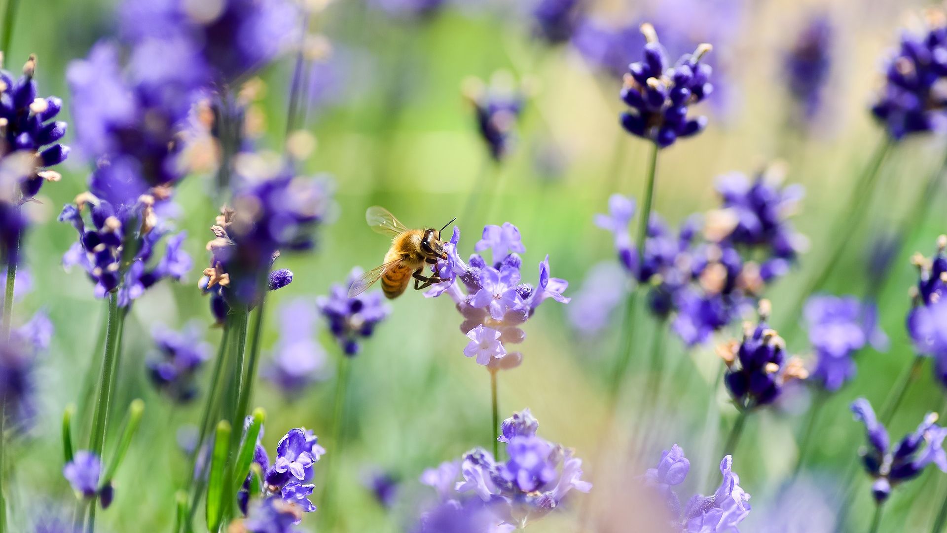 Lavendel, Biene, Lila Blüten, Bokeh, Makro, 16:9, Full-HD-Hintergrundbild für den Desktop