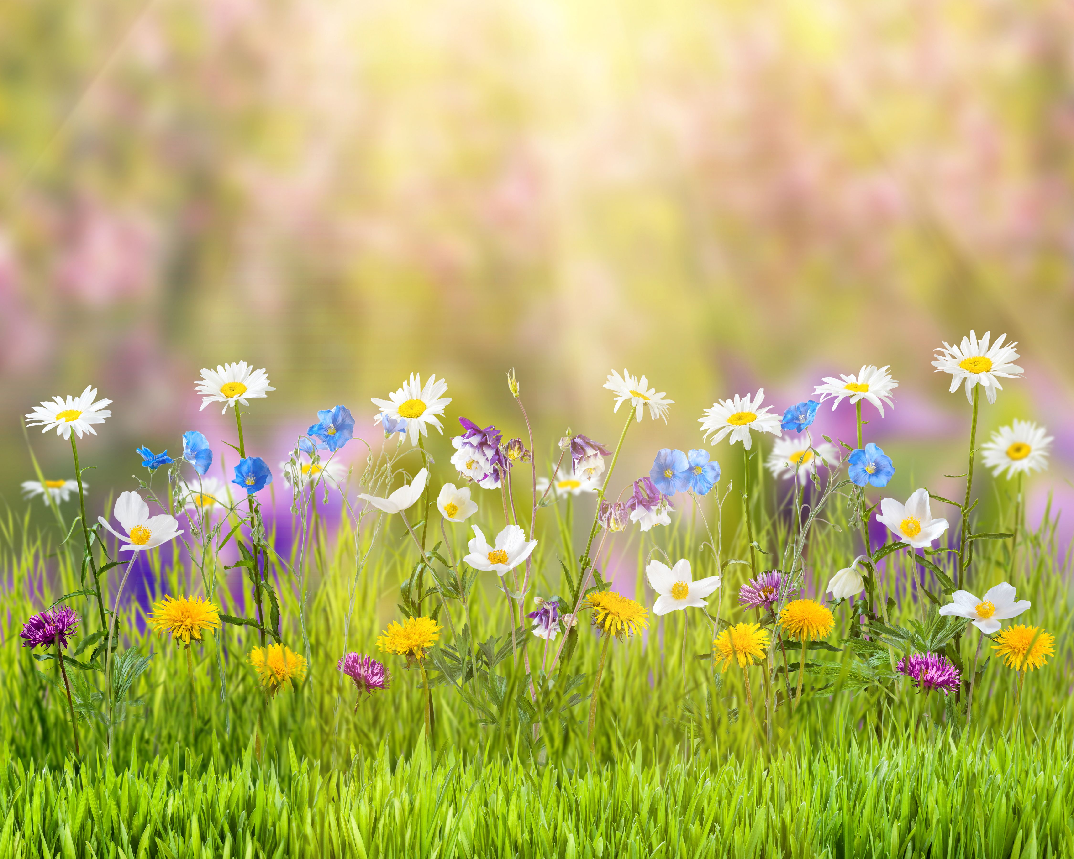 Wildblumen, Grünes Gras, Sonnenstrahlen, Frühling, Verträumt, 4K, PC-Hintergrundbild