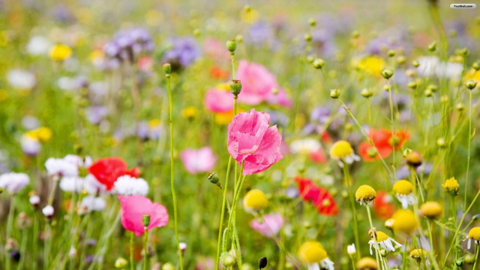 Wildblumen, Mohn, Kornblumen, Bunte Blüten, Sommerwiese, HD, PC-Hintergrundbild