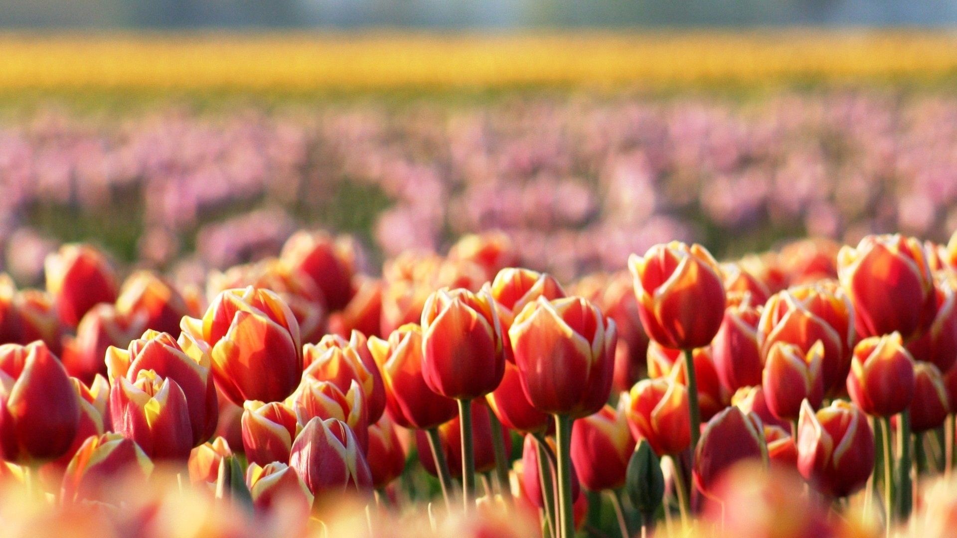 Tulpenfeld, Rote Tulpen, Bokeh, Frühling, Nahaufnahme, 1920x1080, Full-HD-Hintergrundbild für PC