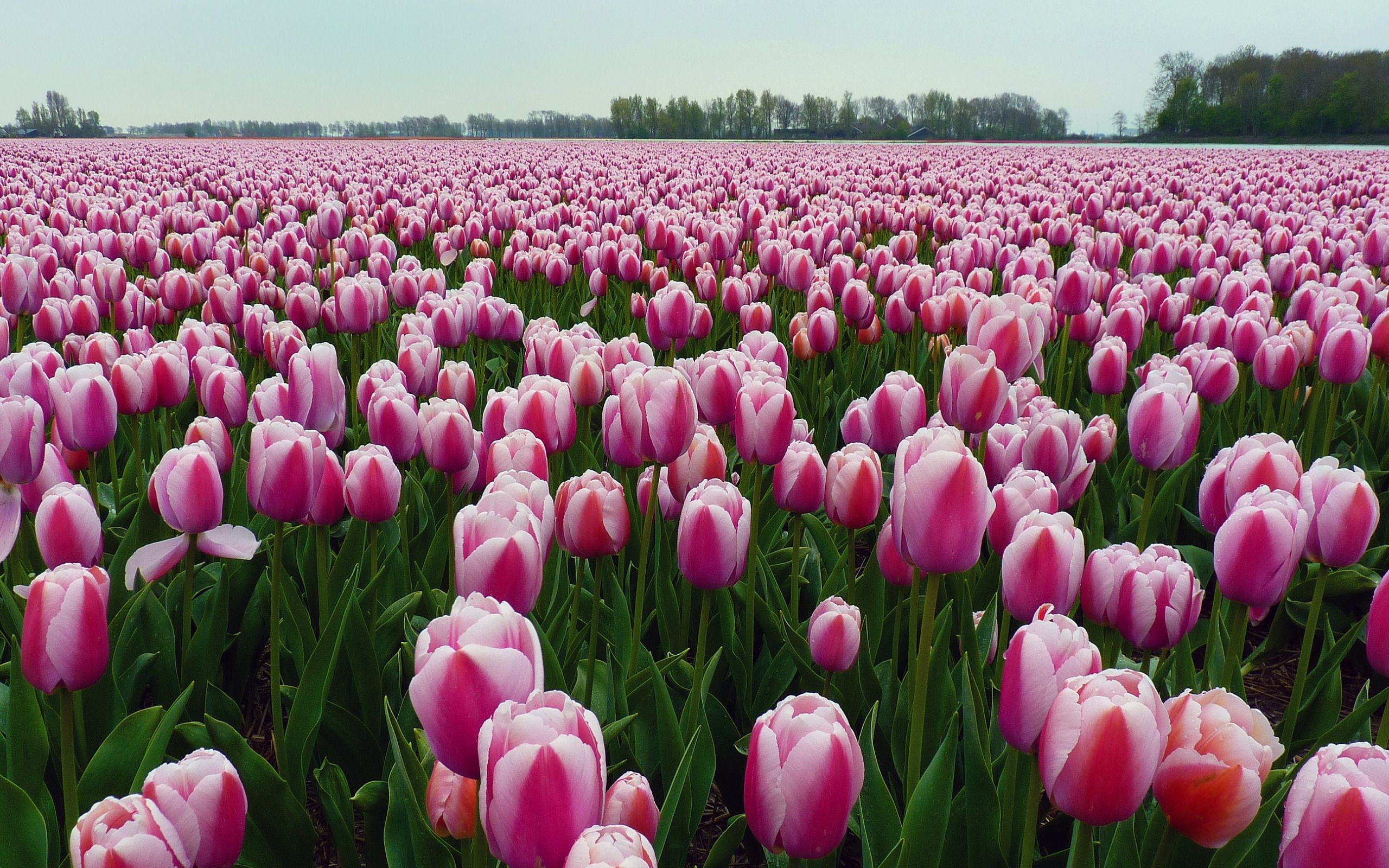 Tulpenfeld, Rosa Tulpen, Frühling, Niederlande, Reihen, 2K, Desktop-Hintergrund für Windows