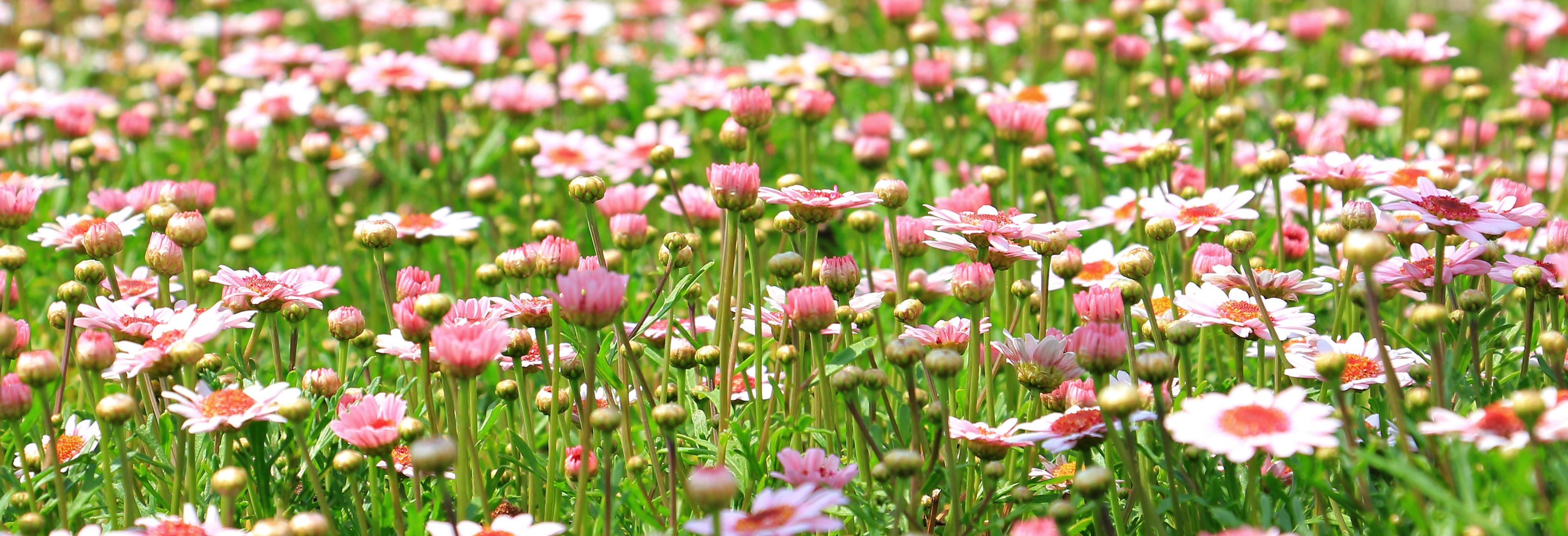 Gänseblümchen, Rosa Blüten, Wiese, Grünes Gras, Frühling, 4K, Windows-Hintergrundbild