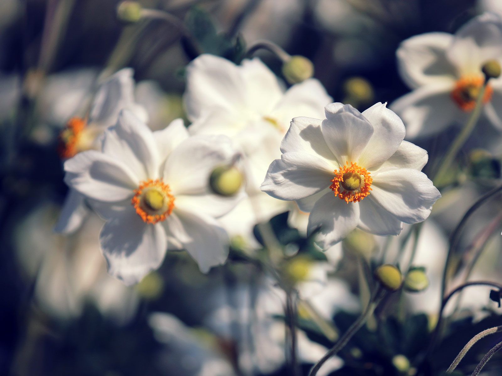 Herbstanemonen, Weiße Blüten, Nahaufnahme, Dunkler Hintergrund, Kontrast, HD Wallpaper