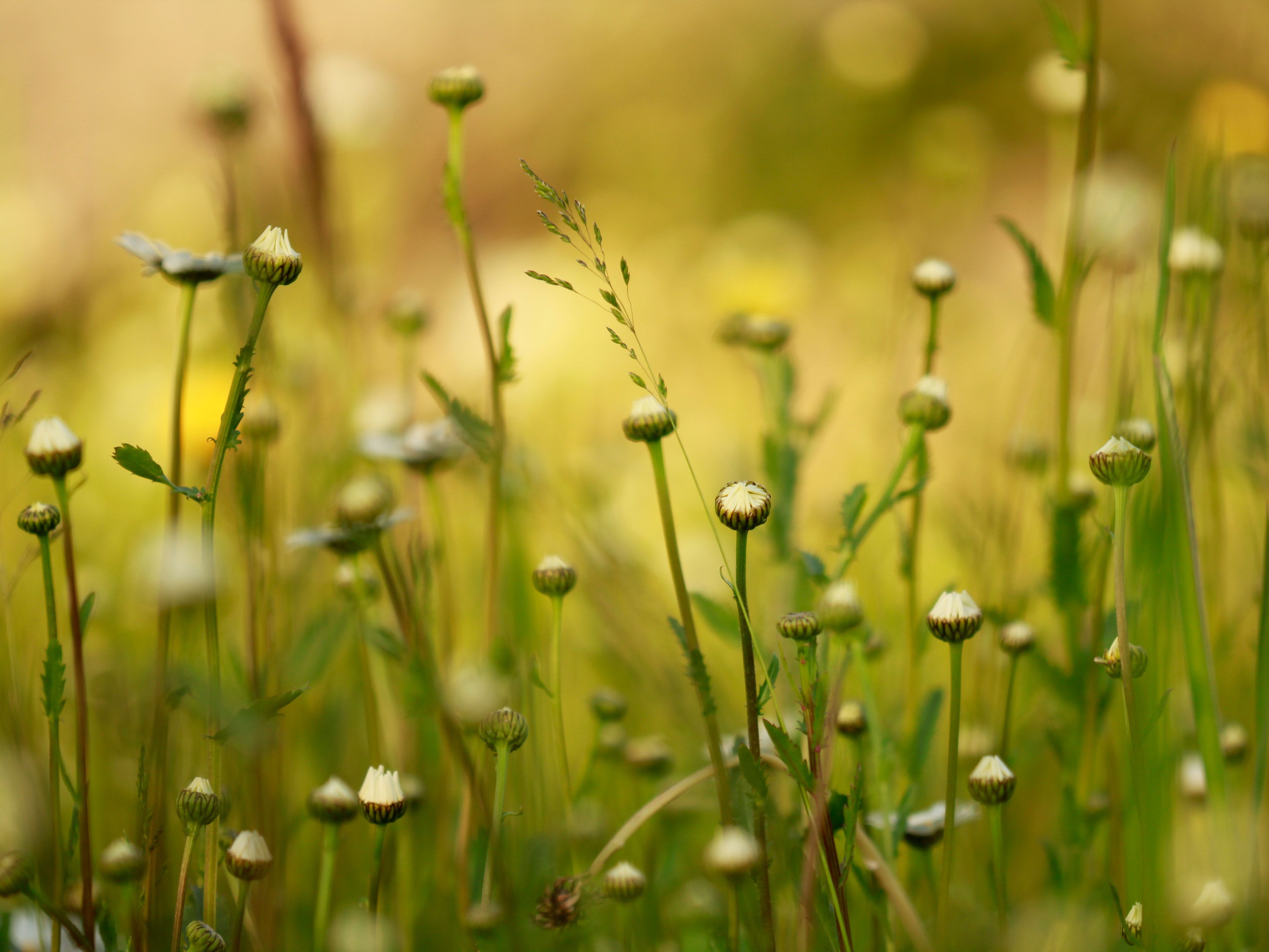 Gräser, Knospen, Grünes Licht, Bokeh, Wiese, 4K, Hintergrundbild fürs Tablet
