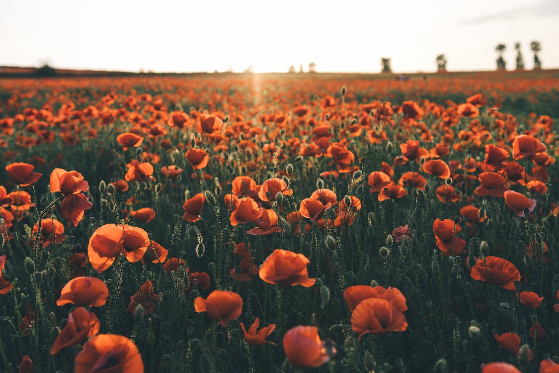 Mohnfeld, Rote Mohnblumen, Abendlicht, Sommer, Landschaft, Hintergrundbild