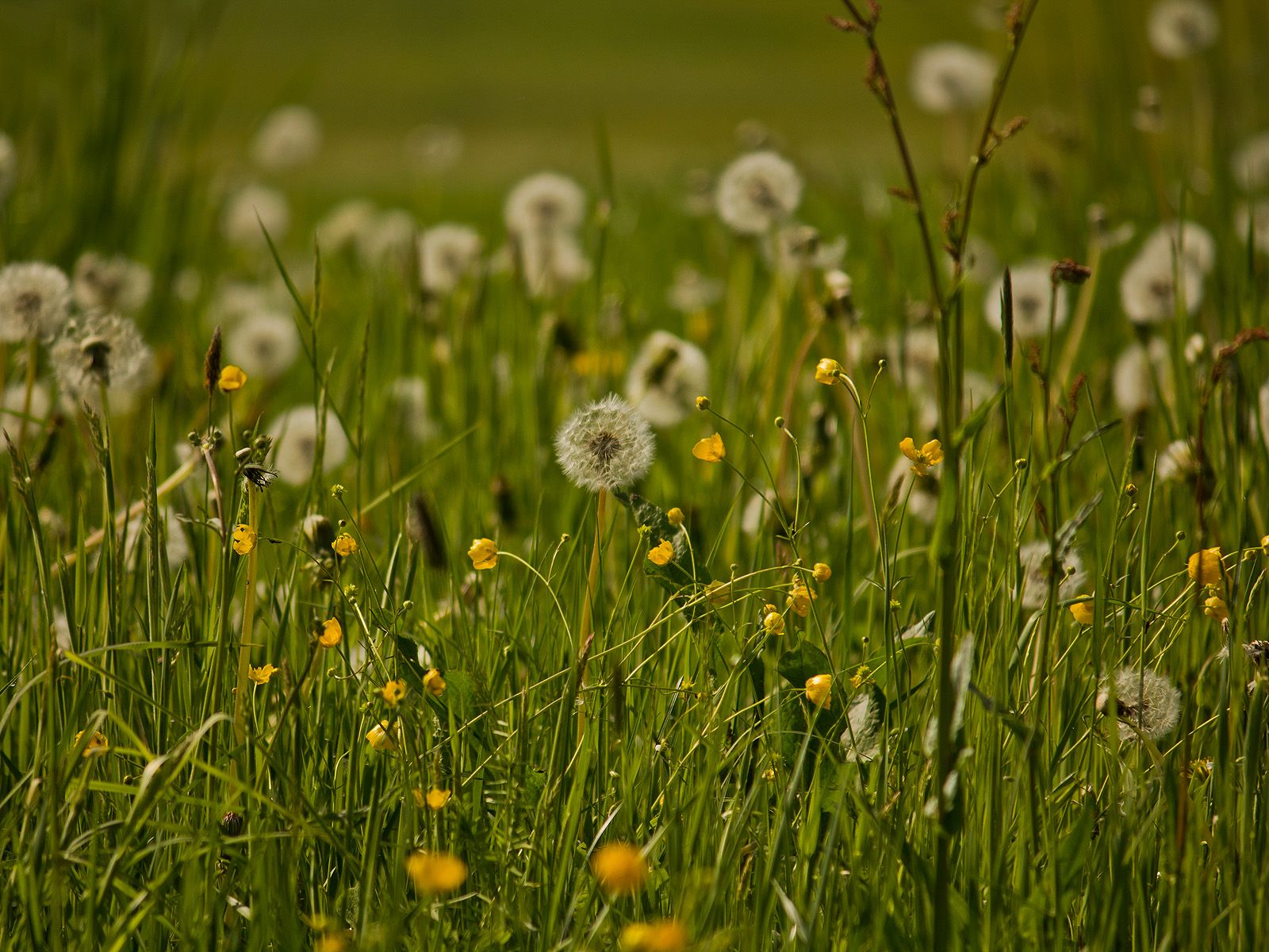 Pusteblumen, Löwenzahn, Gräser, Wiese, Bokeh, HD, Hintergrundbild fürs Tablet