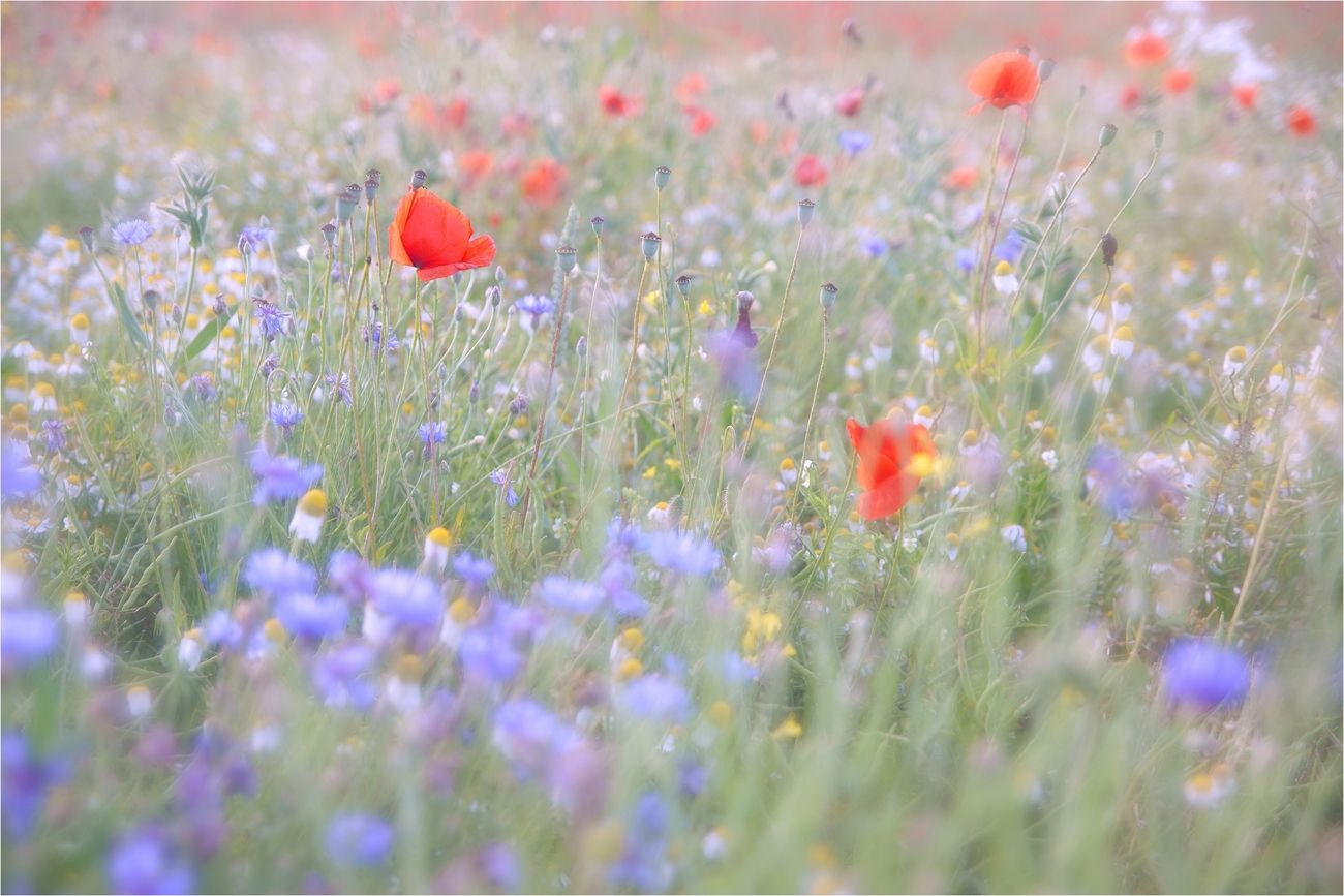 Kornblumen, Mohn, Wildblumen, Pastell, Sommer, HD, Hintergrund für den Desktop