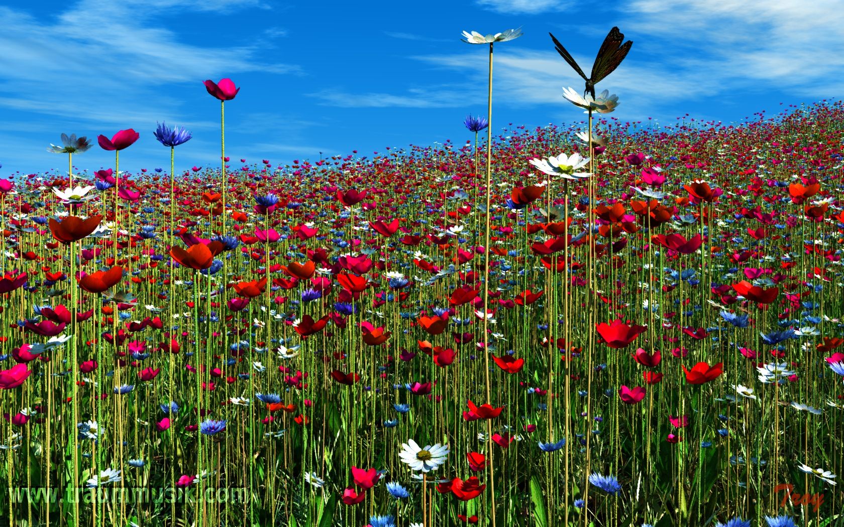 Mohnfeld, Libelle, Blauer Himmel, Froschperspektive, Bunte Blüten, HD-Hintergrundbild für PC