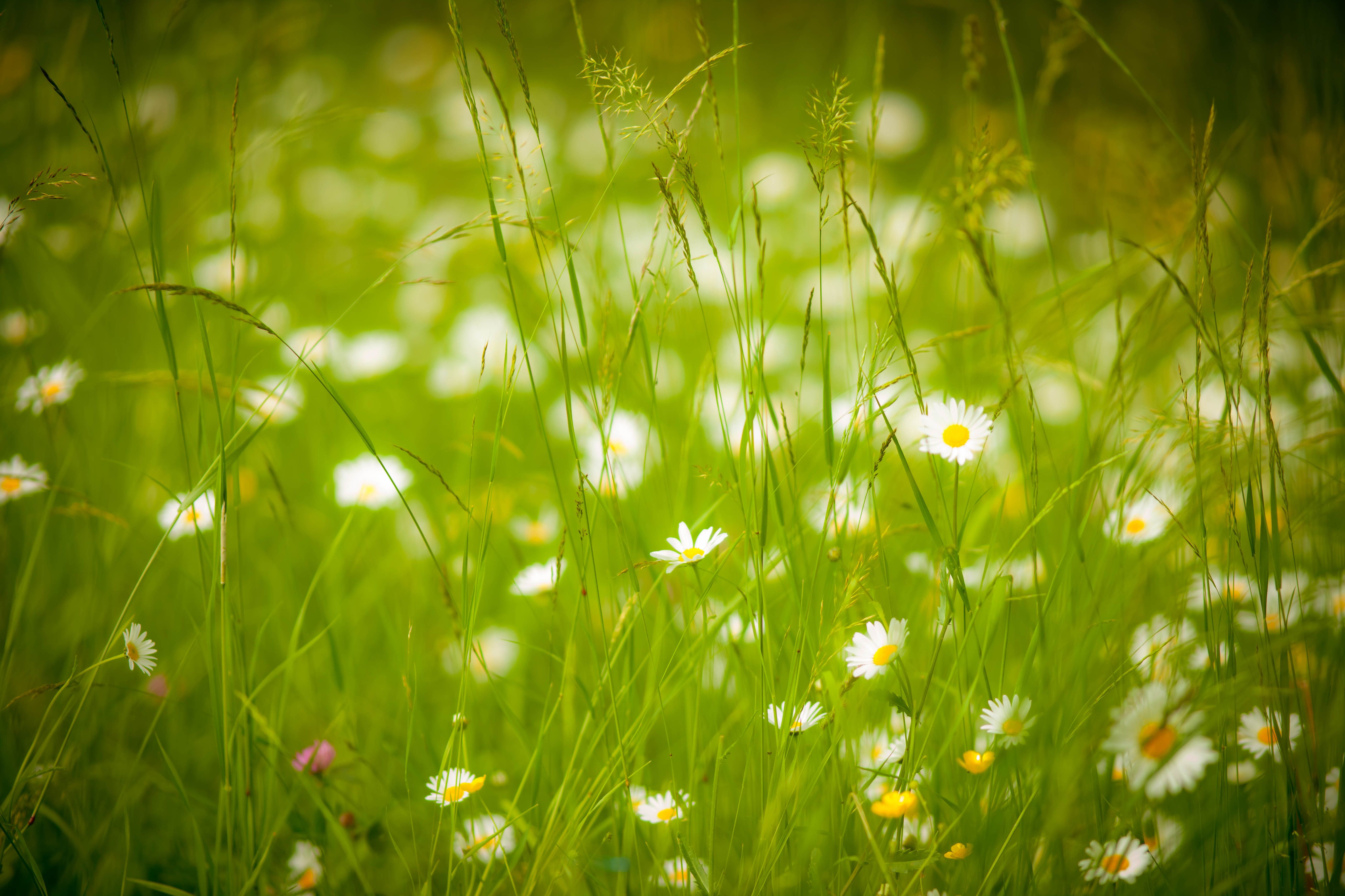 Gänseblümchen, Gräser, Grünes Licht, Bokeh, Frühling, 5K, Hintergrund für den Desktop