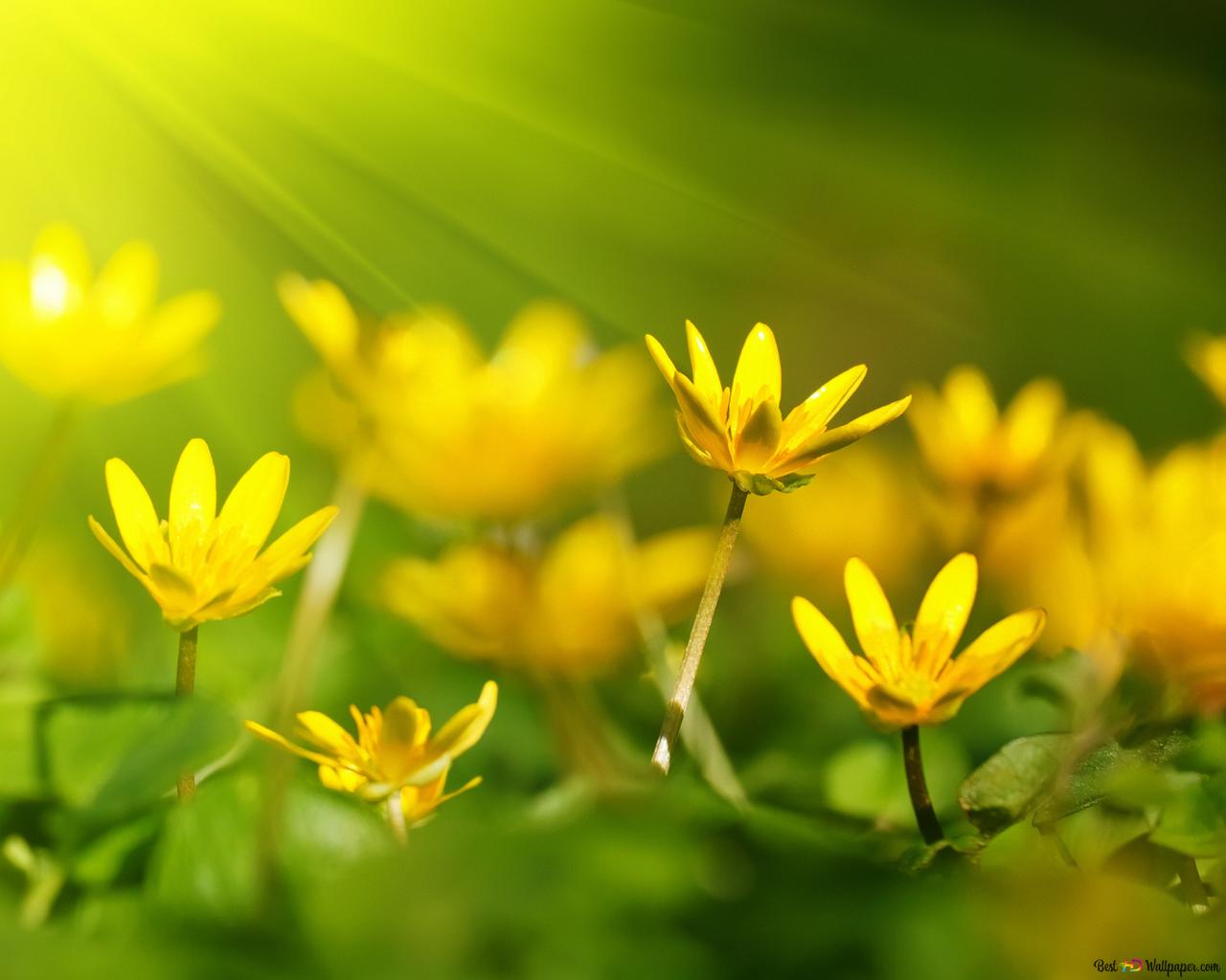 Scharbockskraut, Gelbe Blüten, Sonnenstrahlen, Grüner Hintergrund, Frühling, HD Wallpaper