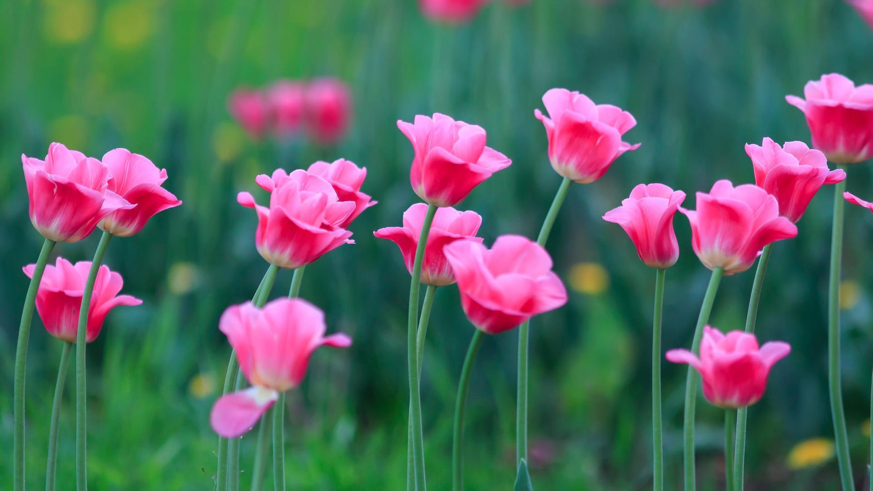 Tulpen, Pinke Tulpen, Grüner Hintergrund, Frühling, Bokeh, HD Wallpaper