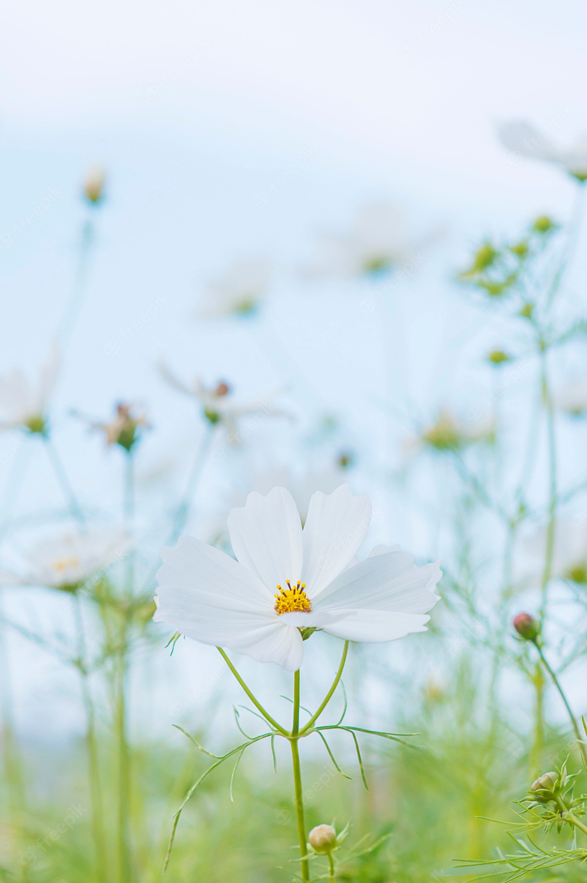 Kosmee, Weiße Blüte, Himmel, Pastell, Minimalistisch, QHD+, Handy-Hintergrund im Hochformat