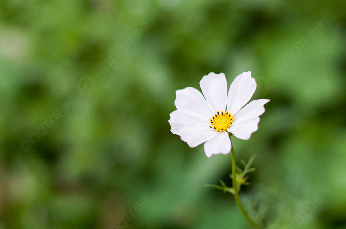 Kosmee, Weiße Blüte, Grüner Hintergrund, Bokeh, Einzelne Blüte, Wallpaper