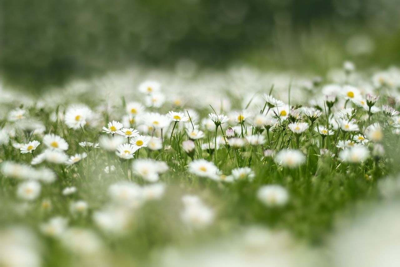 Gänseblümchen, Weiße Blüten, Wiese, Bokeh, Frühling, HD, Hintergrundbild für den PC