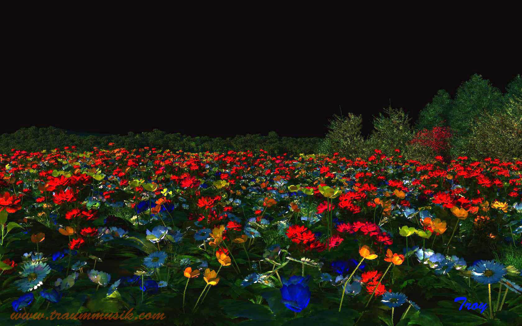 Anemonen, Bunte Blüten, Nacht, Dunkler Himmel, Blumenfeld, HD, Desktop-Hintergrund
