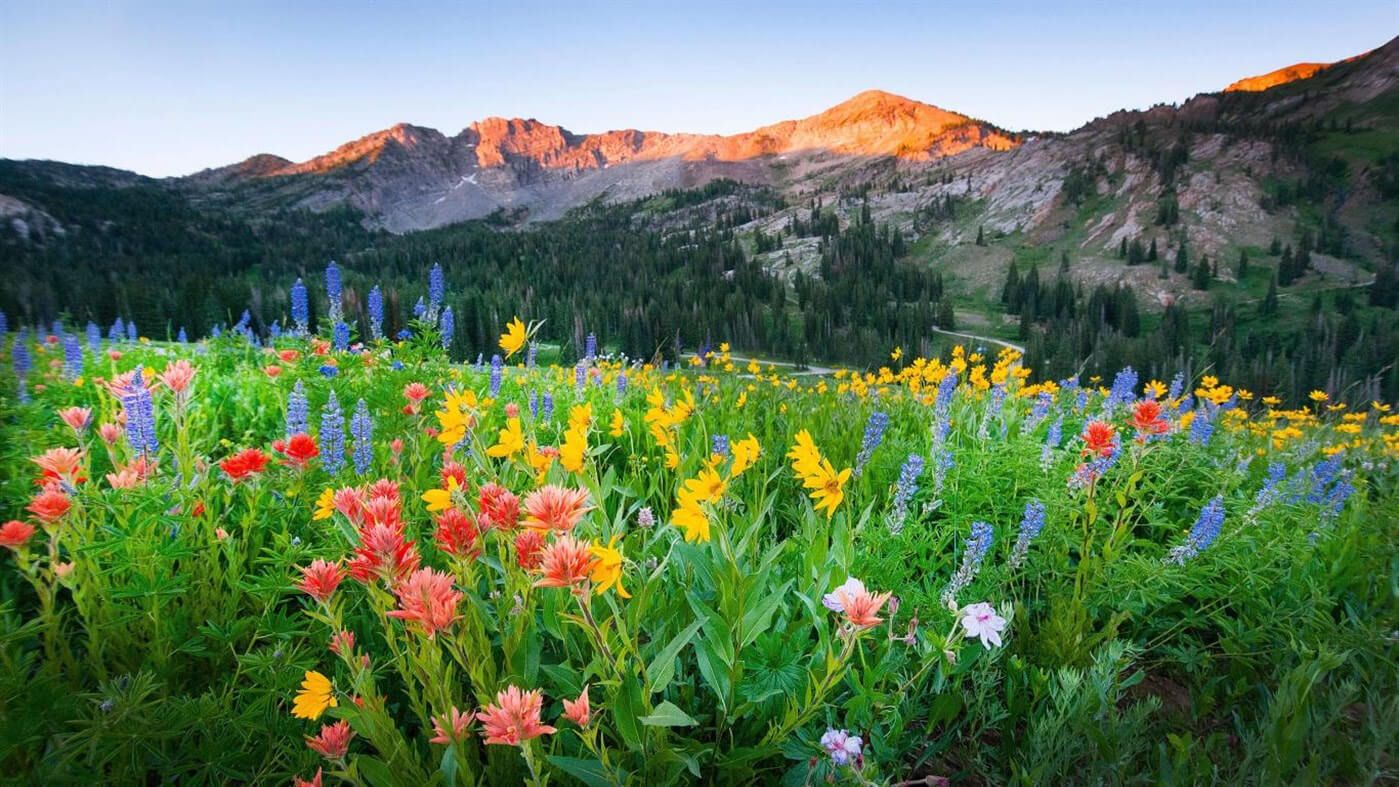 Bergwiese, Wildblumen, Berge, Alpenglühen, Landschaft, Sommer, HD, Windows-Hintergrundbild