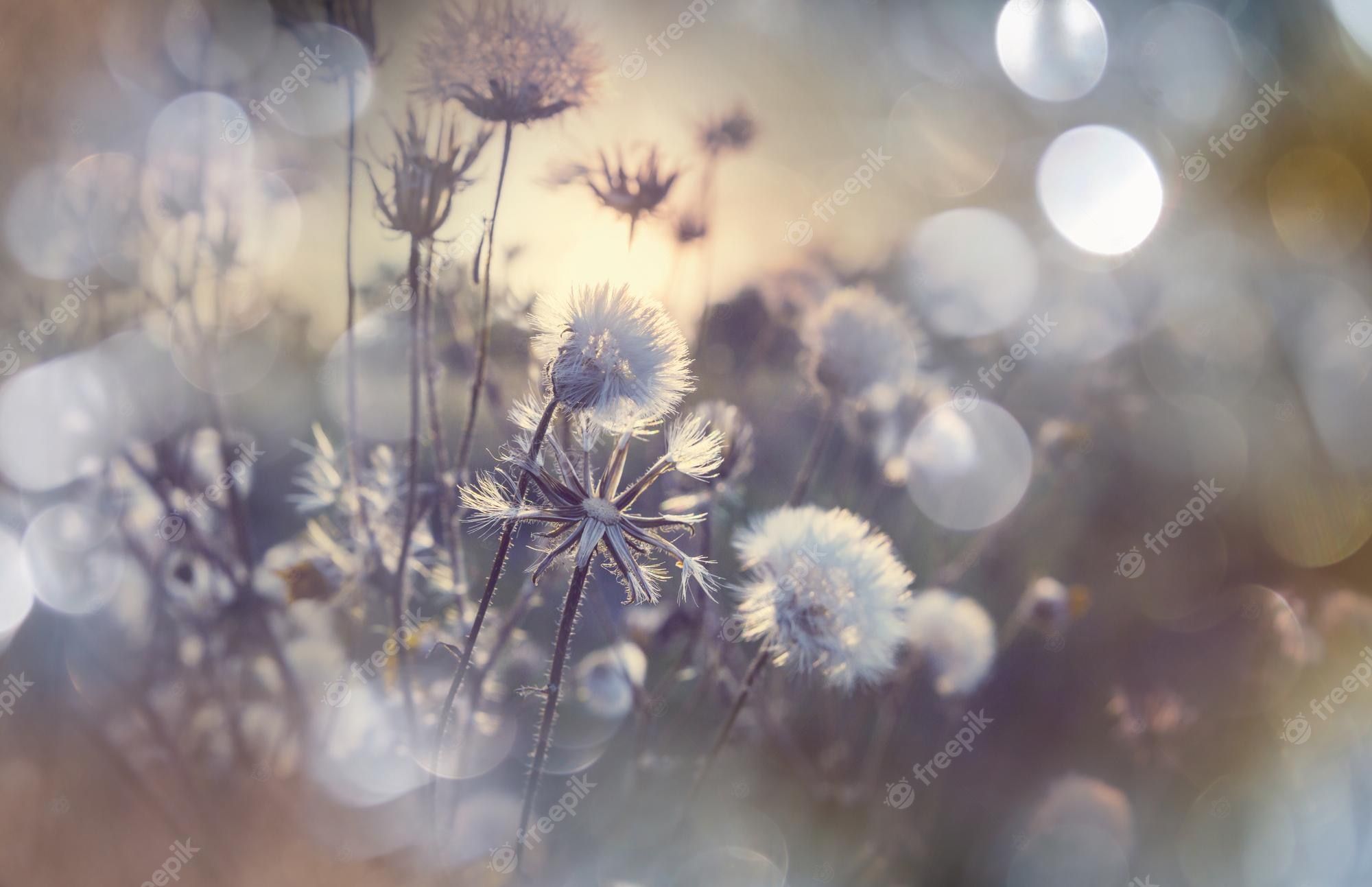 Disteln, Wildblumen, Bokeh, Gedeckte Farben, Verträumt, Full HD, Desktop-Hintergrund für Windows