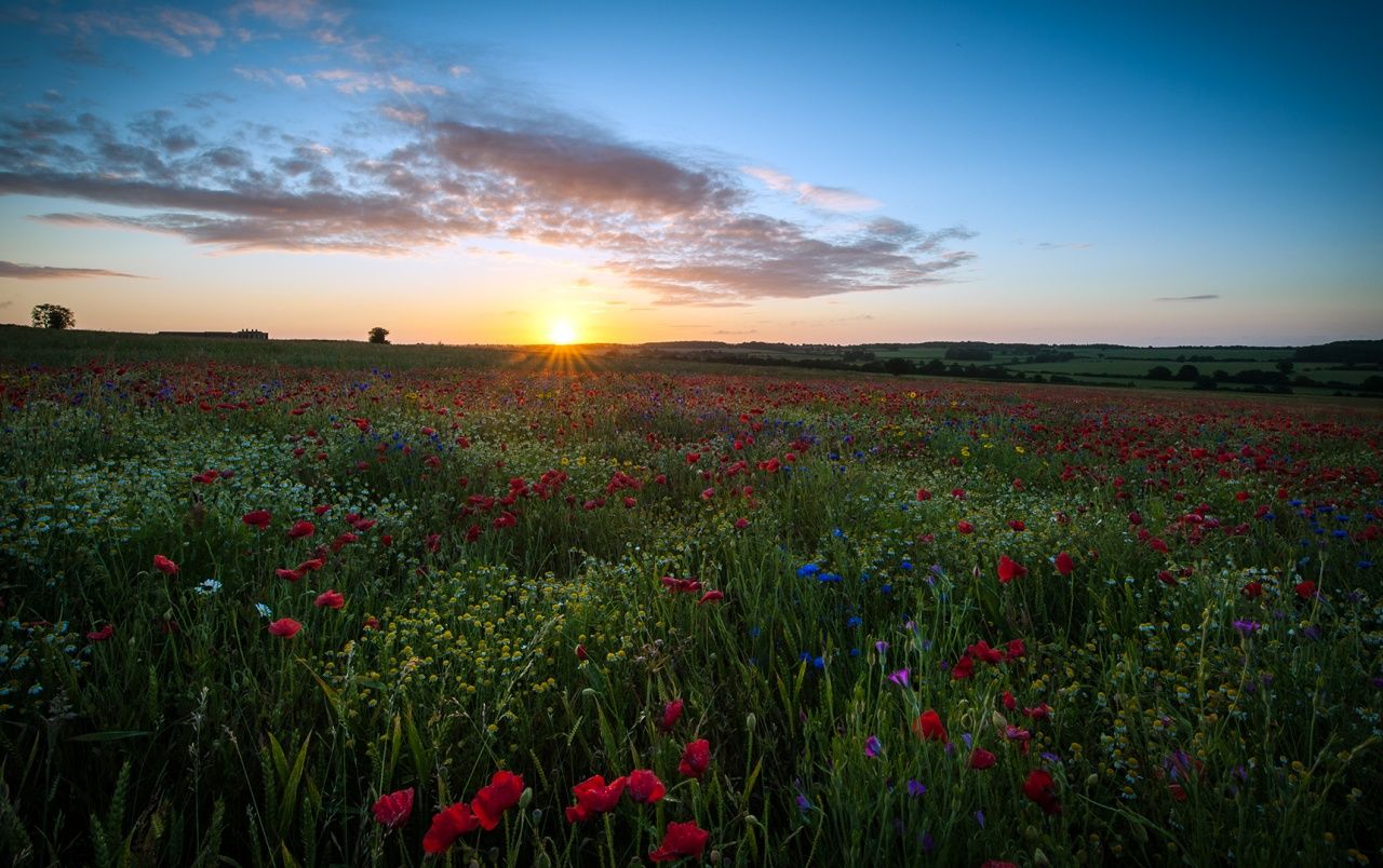 Mohnfeld, Sonnenuntergang, Horizont, Wolken, Landschaft, HD, MacBook-Hintergrundbild