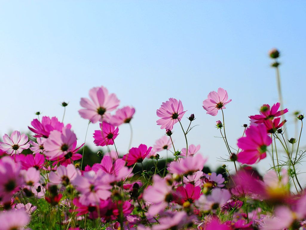 Kosmeen, Pinke Blüten, Blauer Himmel, Froschperspektive, Sommer, Hintergrundbild fürs Tablet