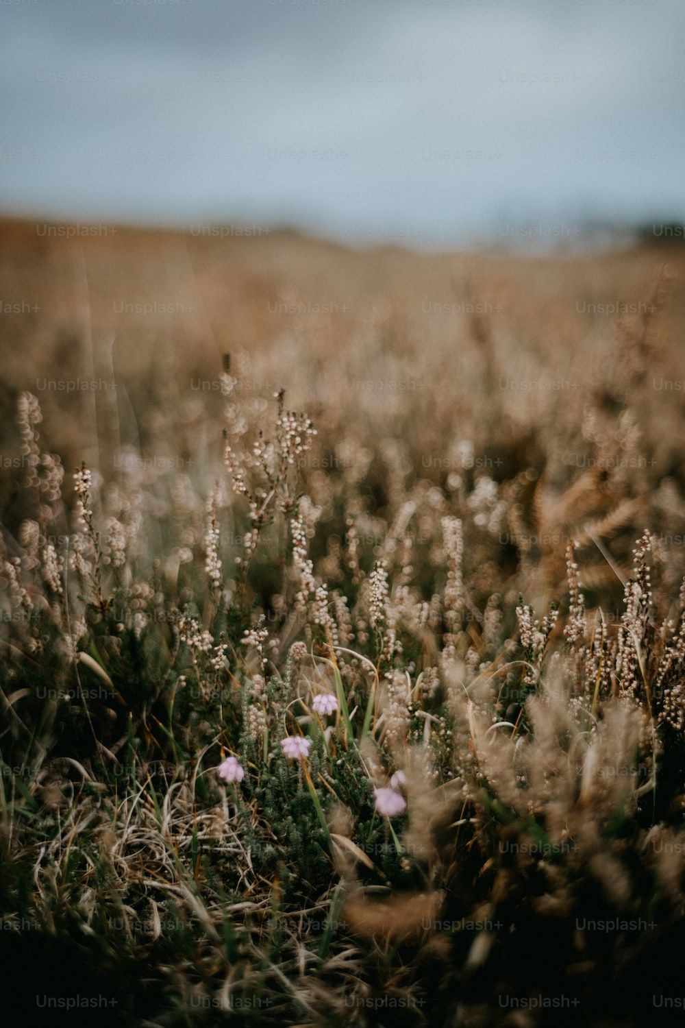 Trockene Wiese, Gräser, Herbst, Braun, Unscharf, HD, Hintergrundbild fürs Handy