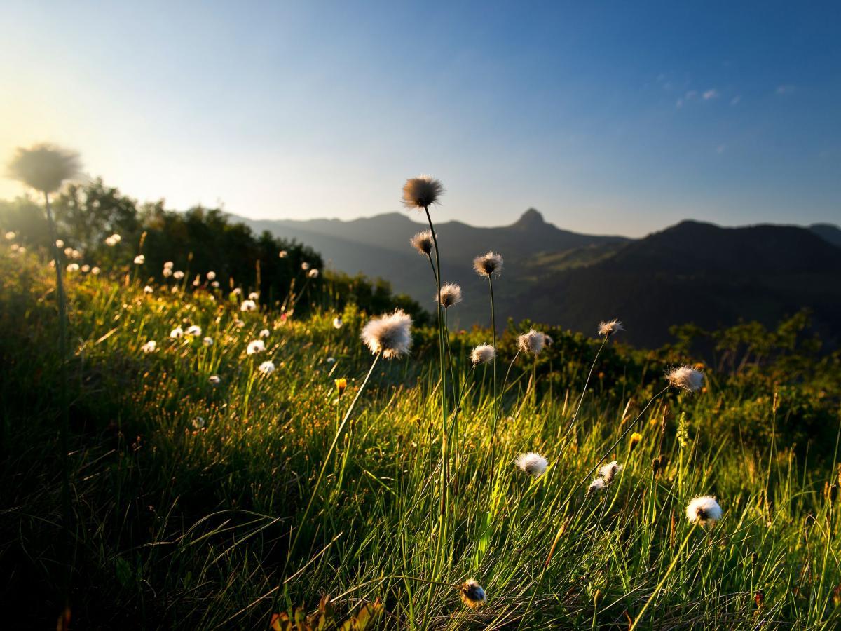 Bergwiese, Pusteblumen, Abendlicht, Berge, Gegenlicht, Hintergrundbild für iPad und Tablet