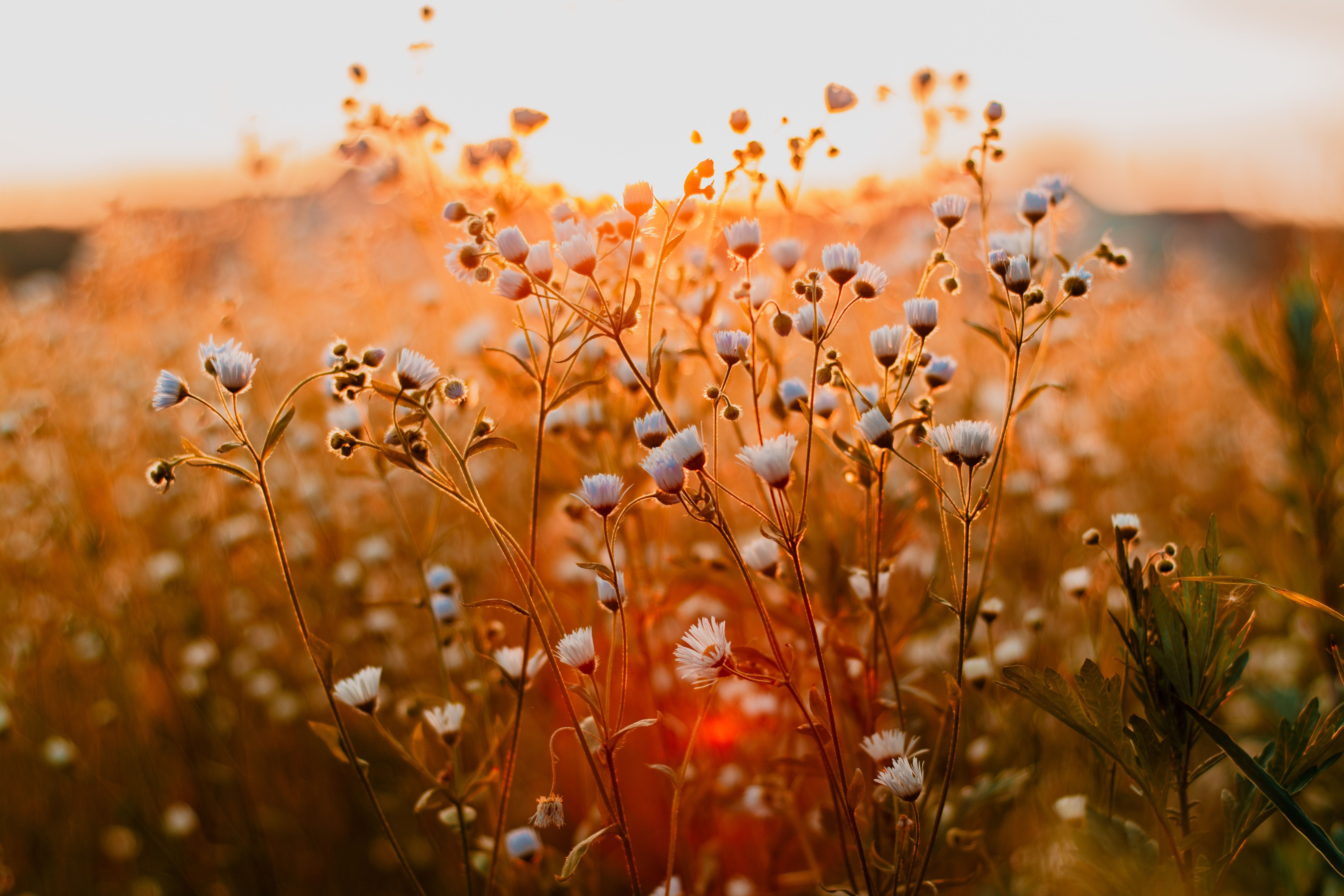 Wildblumen, Gegenlicht, Goldenes Licht, Sonnenuntergang, Gräser, 6K, Windows-Hintergrundbild