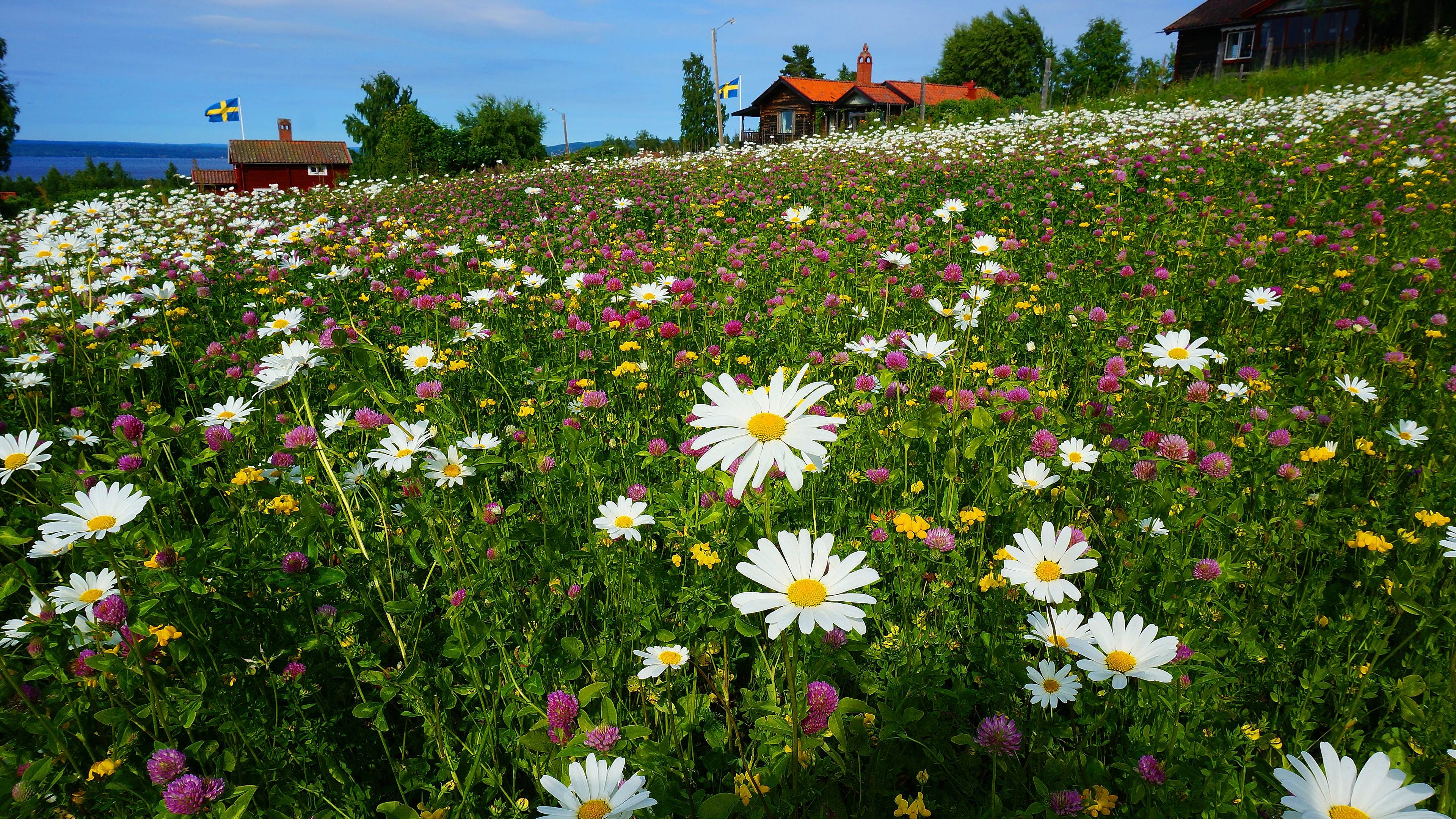 Schweden, Margeriten, Blumenwiese, Holzhäuser, Sommer, Landleben, 3840x2160, PC-Hintergrundbild