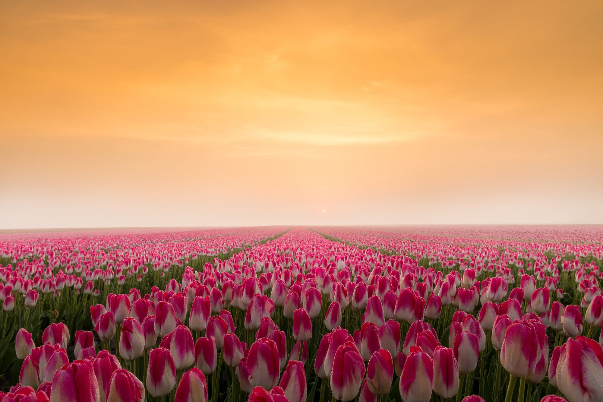 Tulpenfeld, Rosa Tulpen, Sonnenaufgang, Oranger Himmel, Frühling, Full HD, Windows-Hintergrundbild