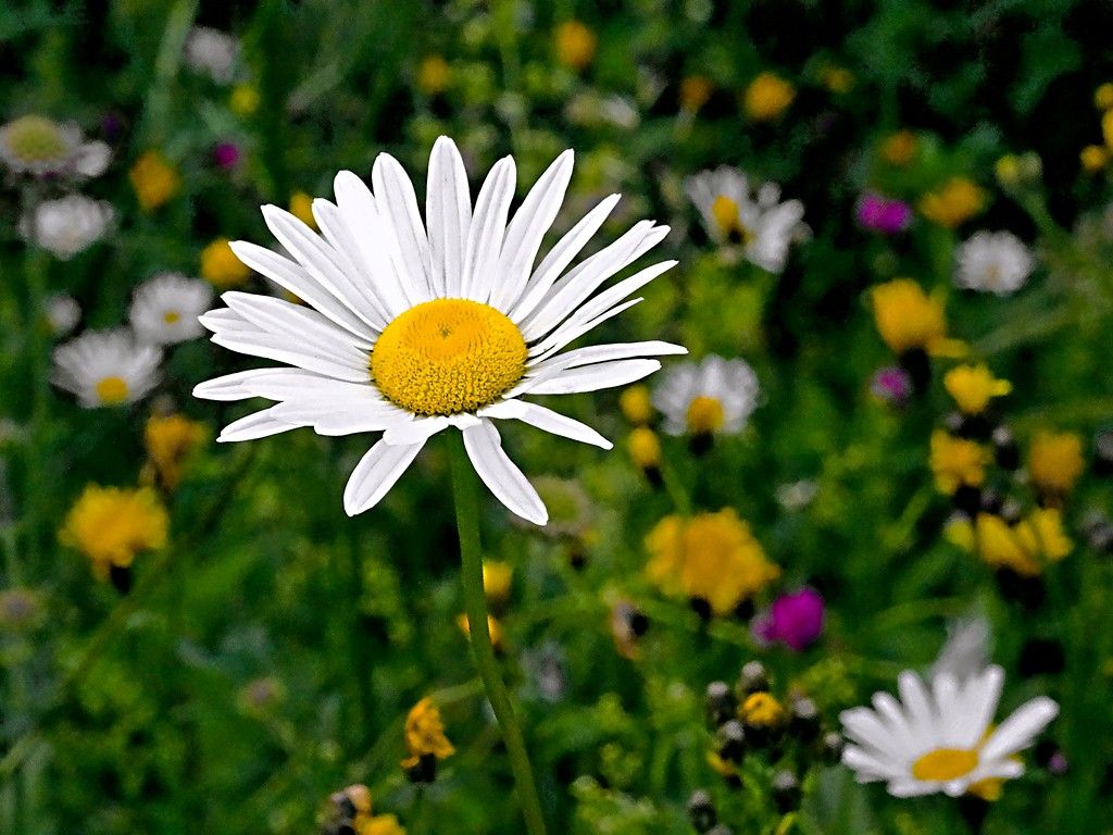 Margerite, Wildblumen, Bunte Blüten, Sommer, Nahaufnahme, Hintergrundbild fürs iPad