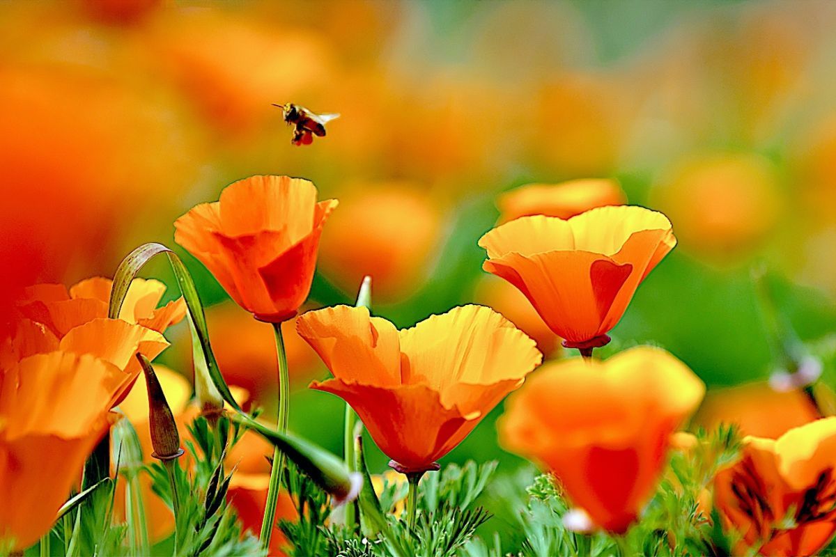 Kalifornischer Mohn, Orange Blüten, Biene, Bokeh, Sommer, Hintergrundbild