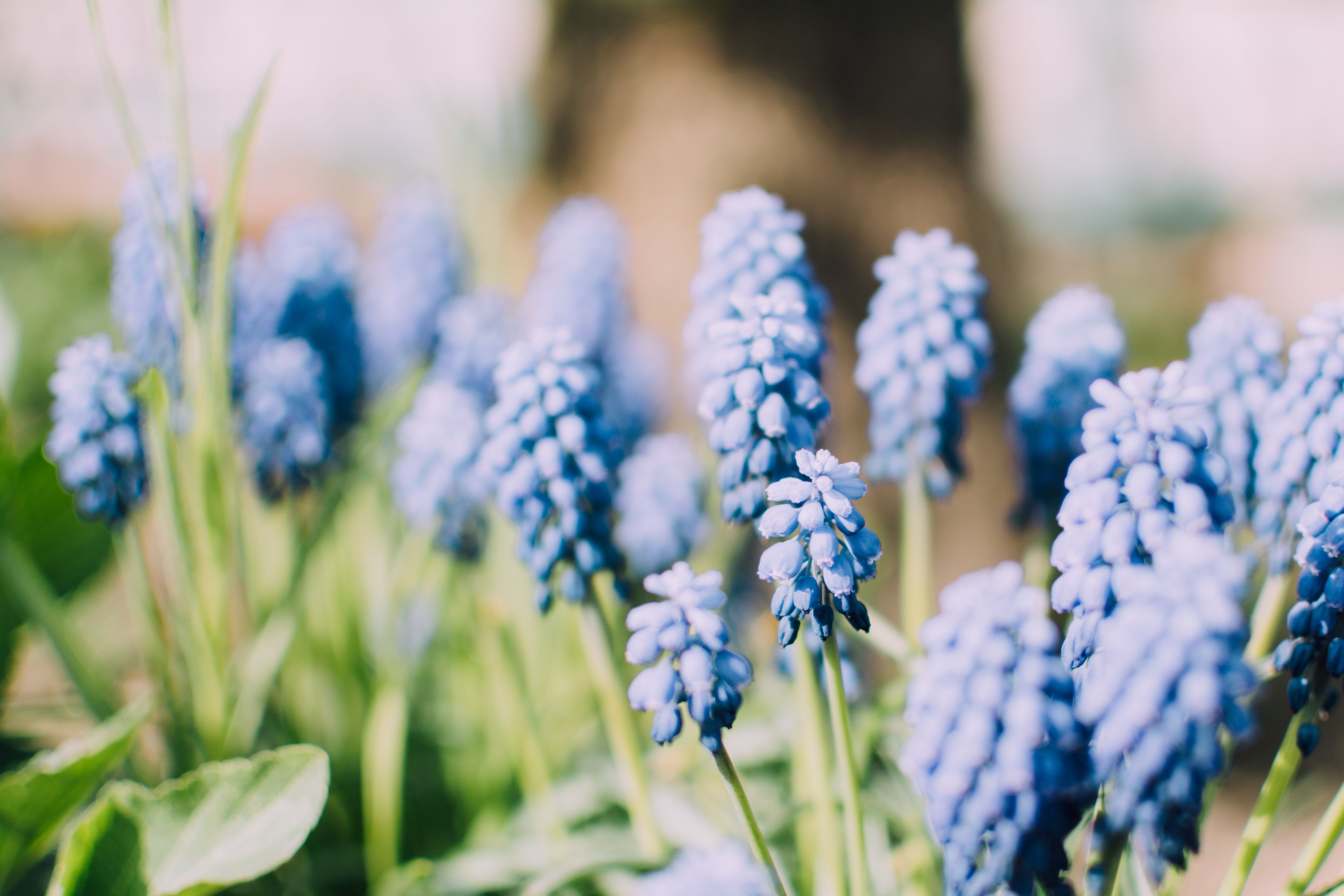 Traubenhyazinthen, Blaue Blüten, Frühling, Bokeh, Nahaufnahme, 4K, Desktop-Hintergrund