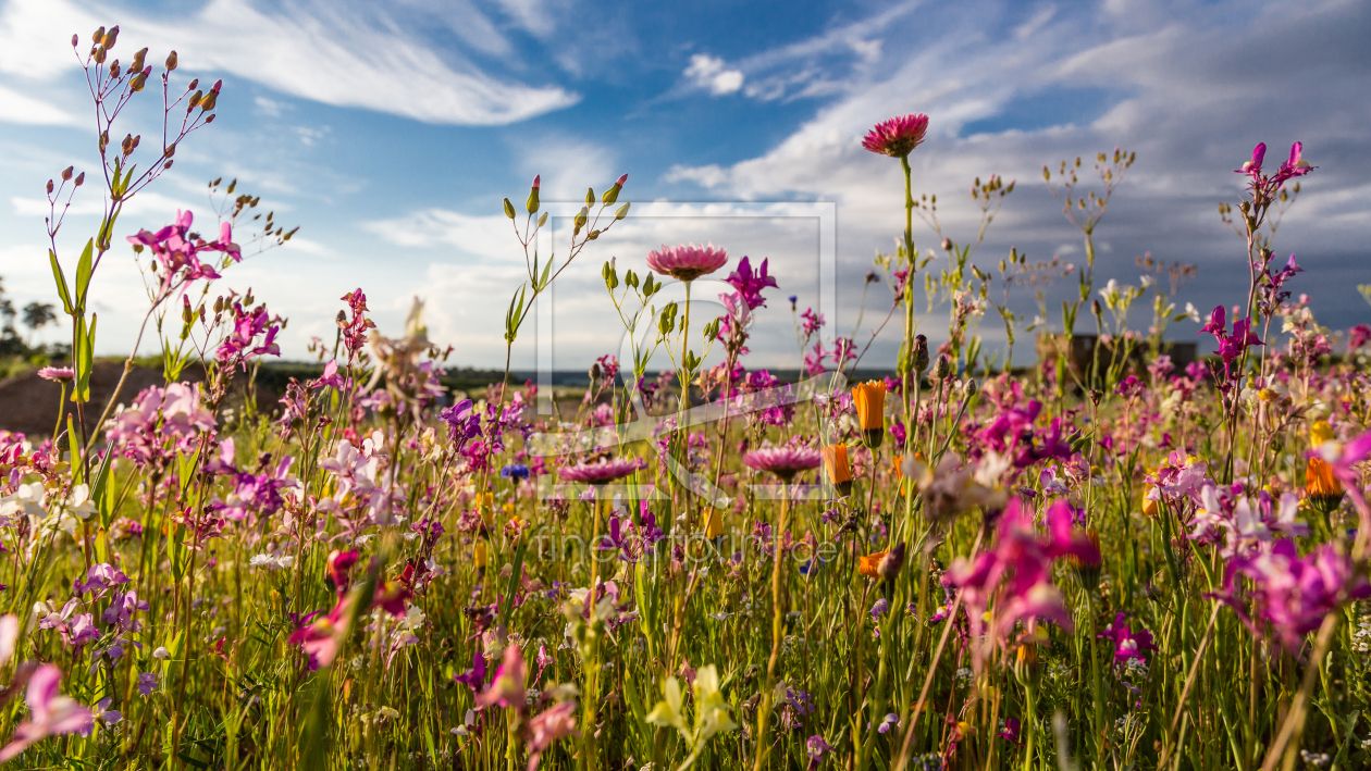 Wildblumen, Pinke Blüten, Wolkenhimmel, Wiese, Sommer, Hintergrundbild