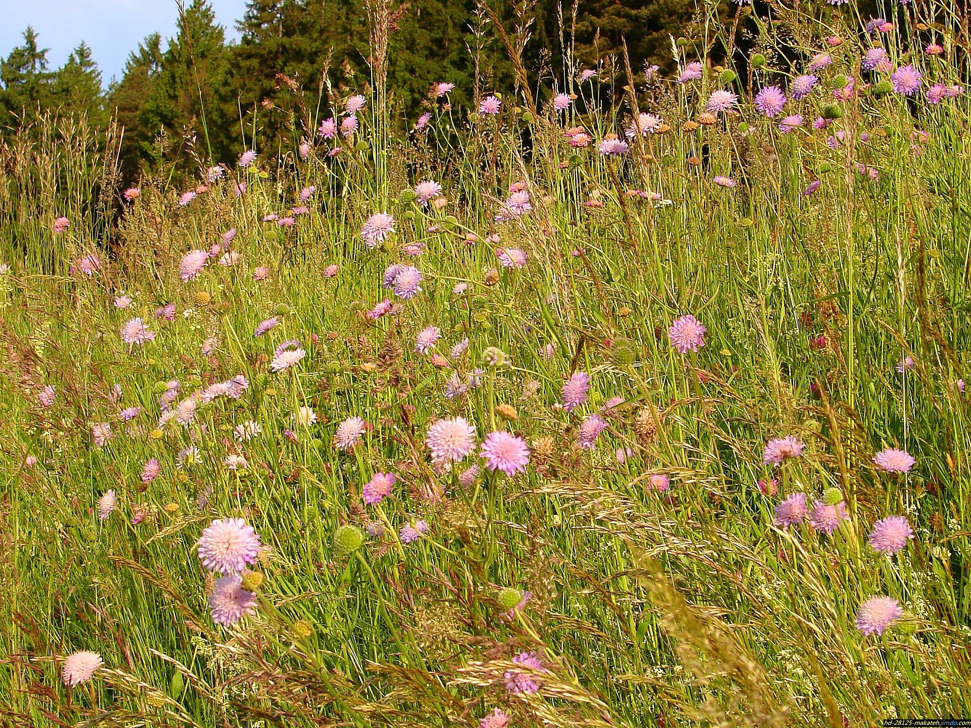 Witwenblumen, Gräser, Waldrand, Wiese, Sommer, Full HD, Hintergrundbild fürs Tablet