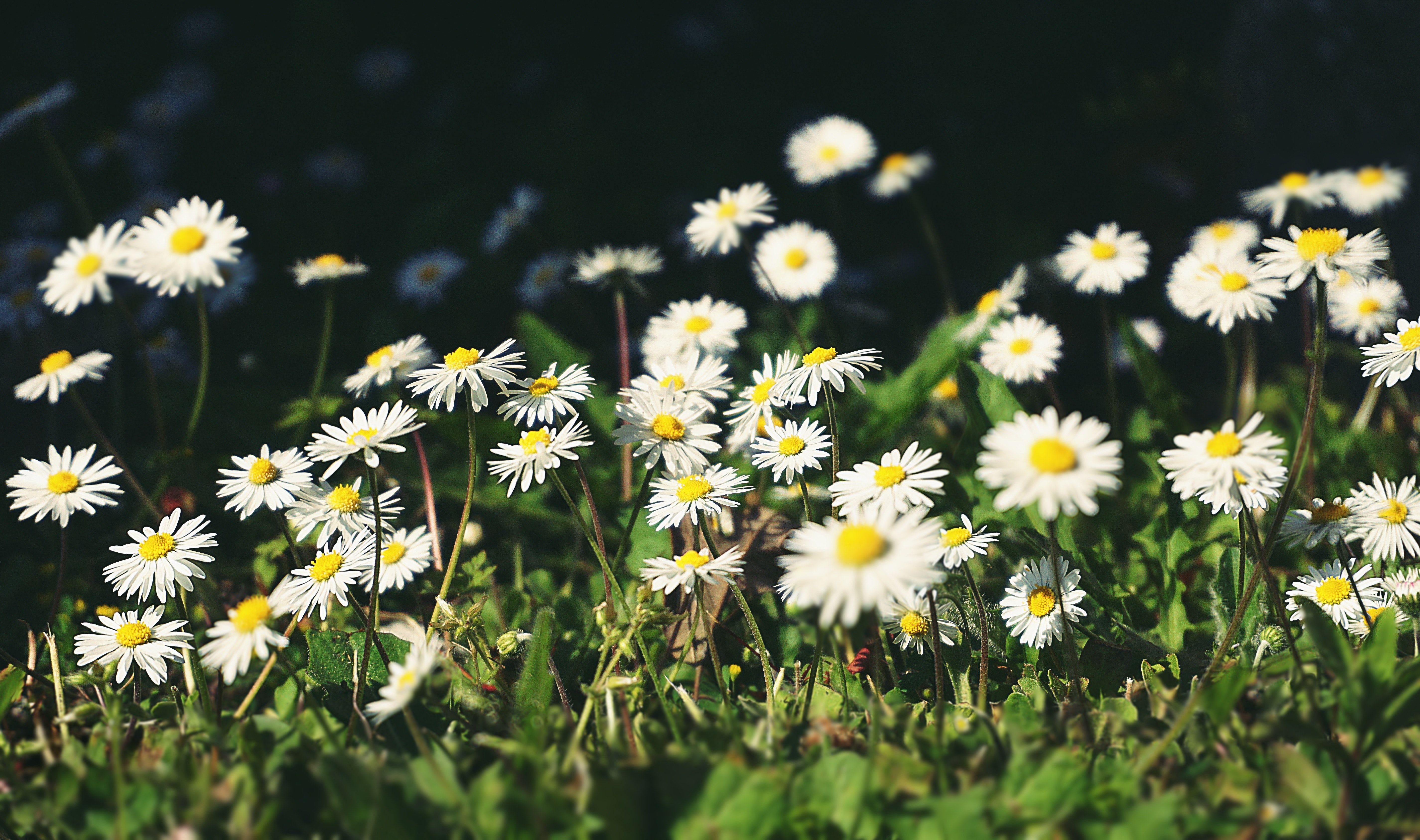 Margeriten, Weiße Blüten, Dunkler Hintergrund, Wiese, Kontrast, 5K Wallpaper