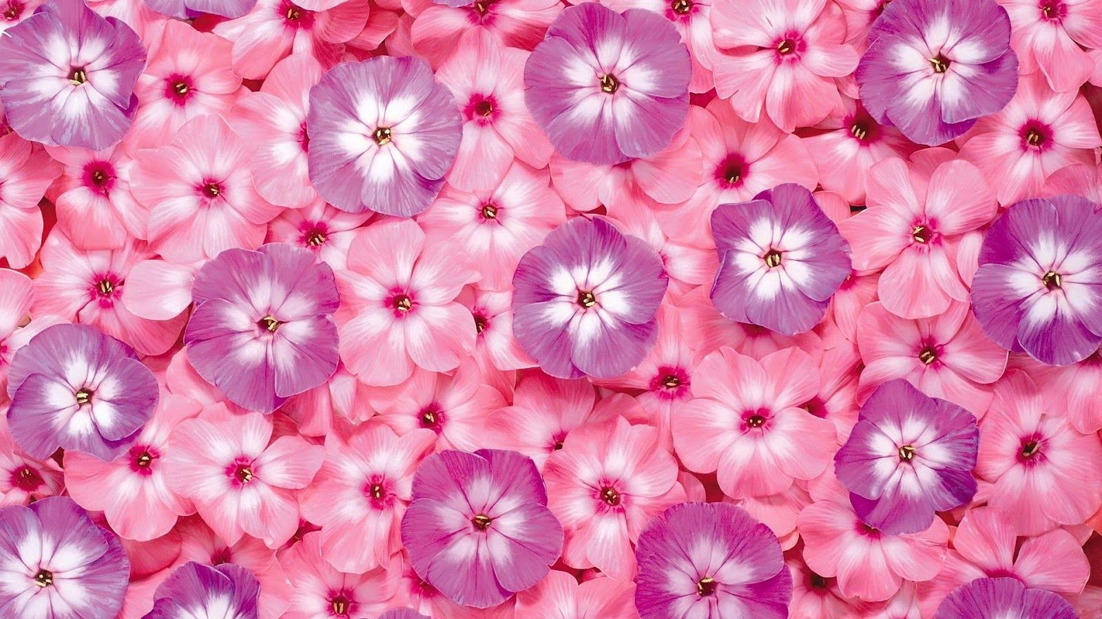 Phlox, Rosa Blüten, Muster, Blütenmeer, Pink, 16:9, HD-Hintergrundbild für den Desktop
