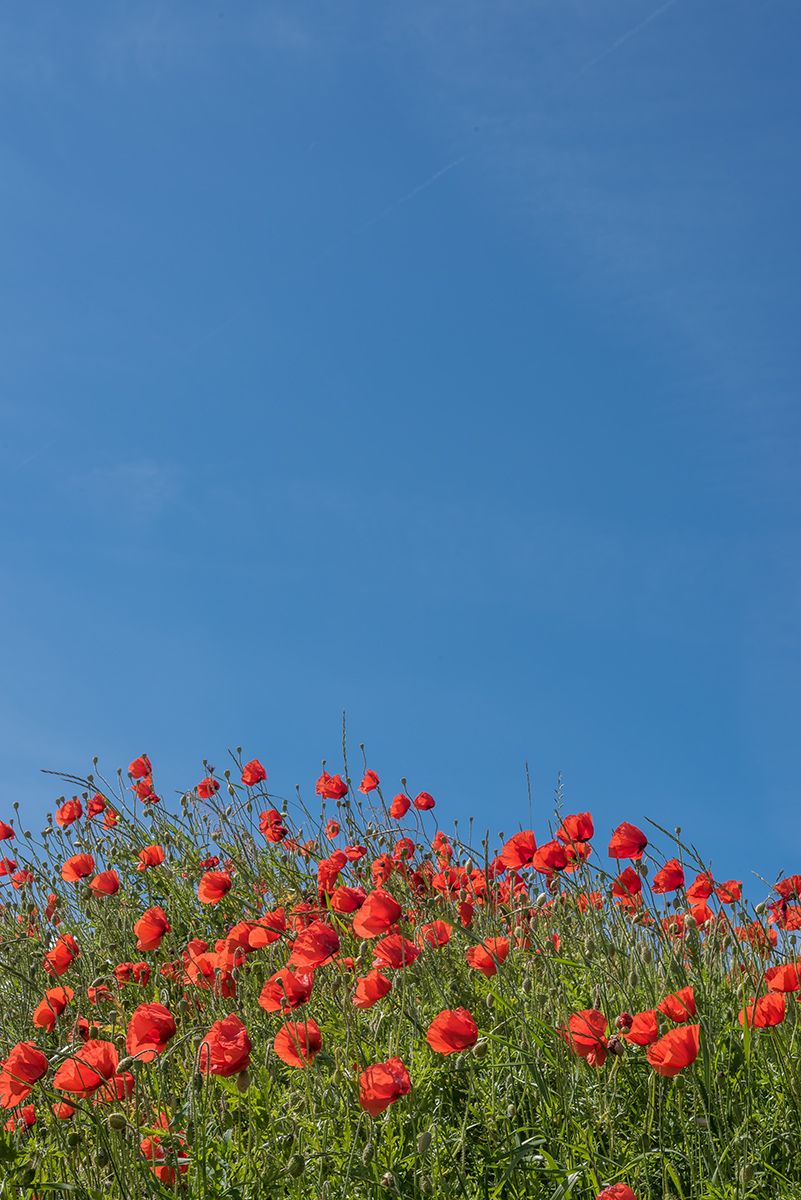Mohnblumen, Blauer Himmel, Minimalistisch, Rote Blüten, Sommer, HD, Tablet-Hintergrund