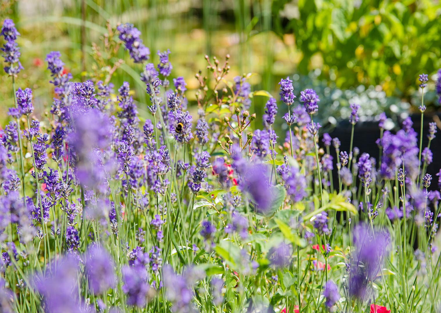 Lavendel, Lila Blüten, Garten, Sommer, Wildblumen, HD, Hintergrundbild für den PC