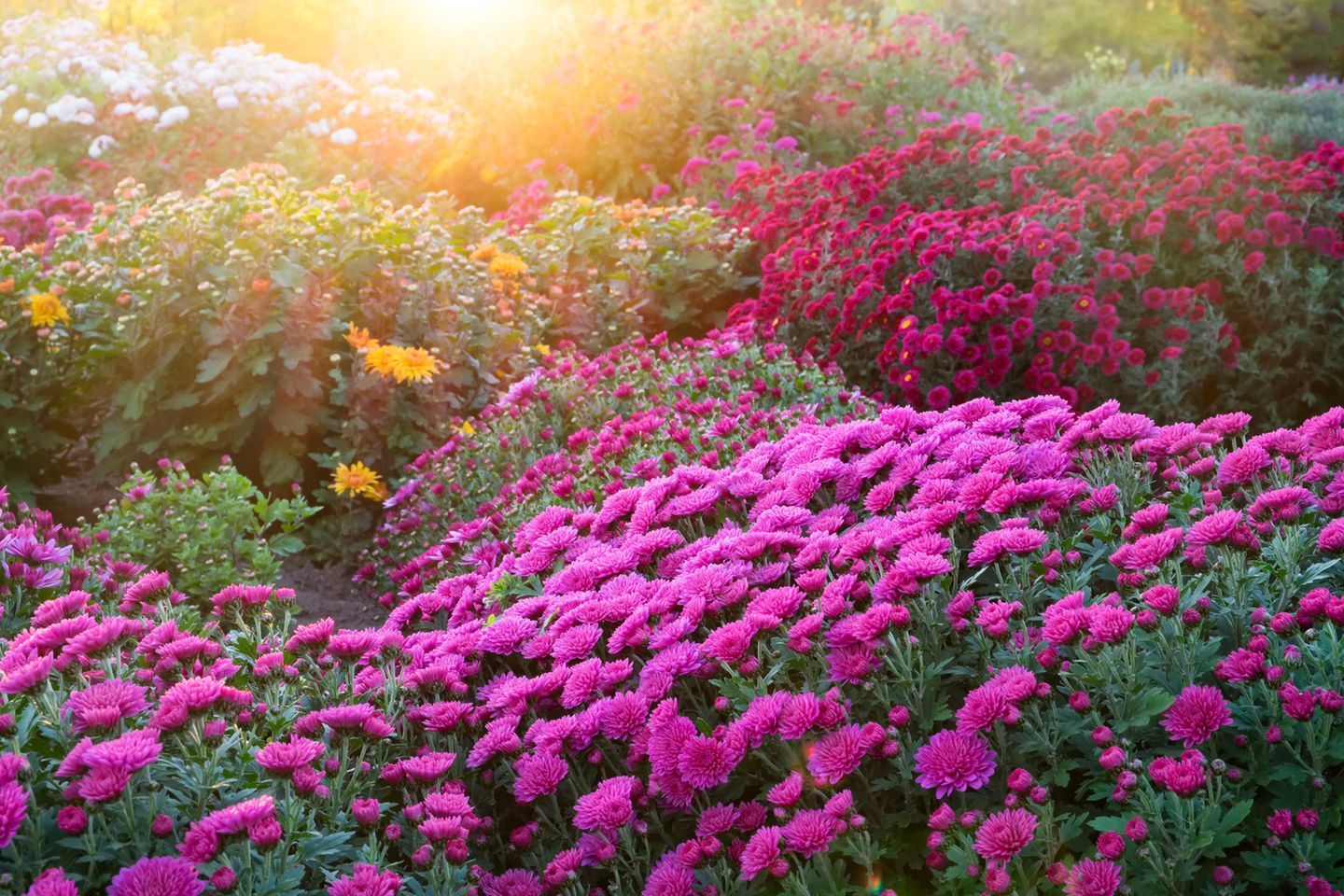 Chrysanthemen, Pinke Blüten, Garten, Sonnenlicht, Blumenbeet, HD-Hintergrundbild für PC