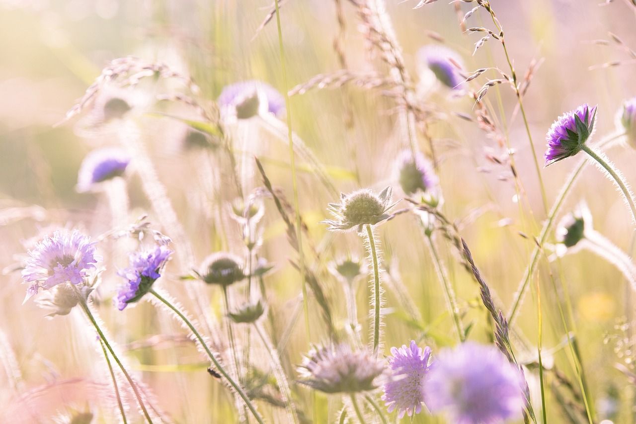 Witwenblumen, Lila Blüten, Gräser, Pastell, Verträumt, HD, Desktop-Hintergrund für Windows