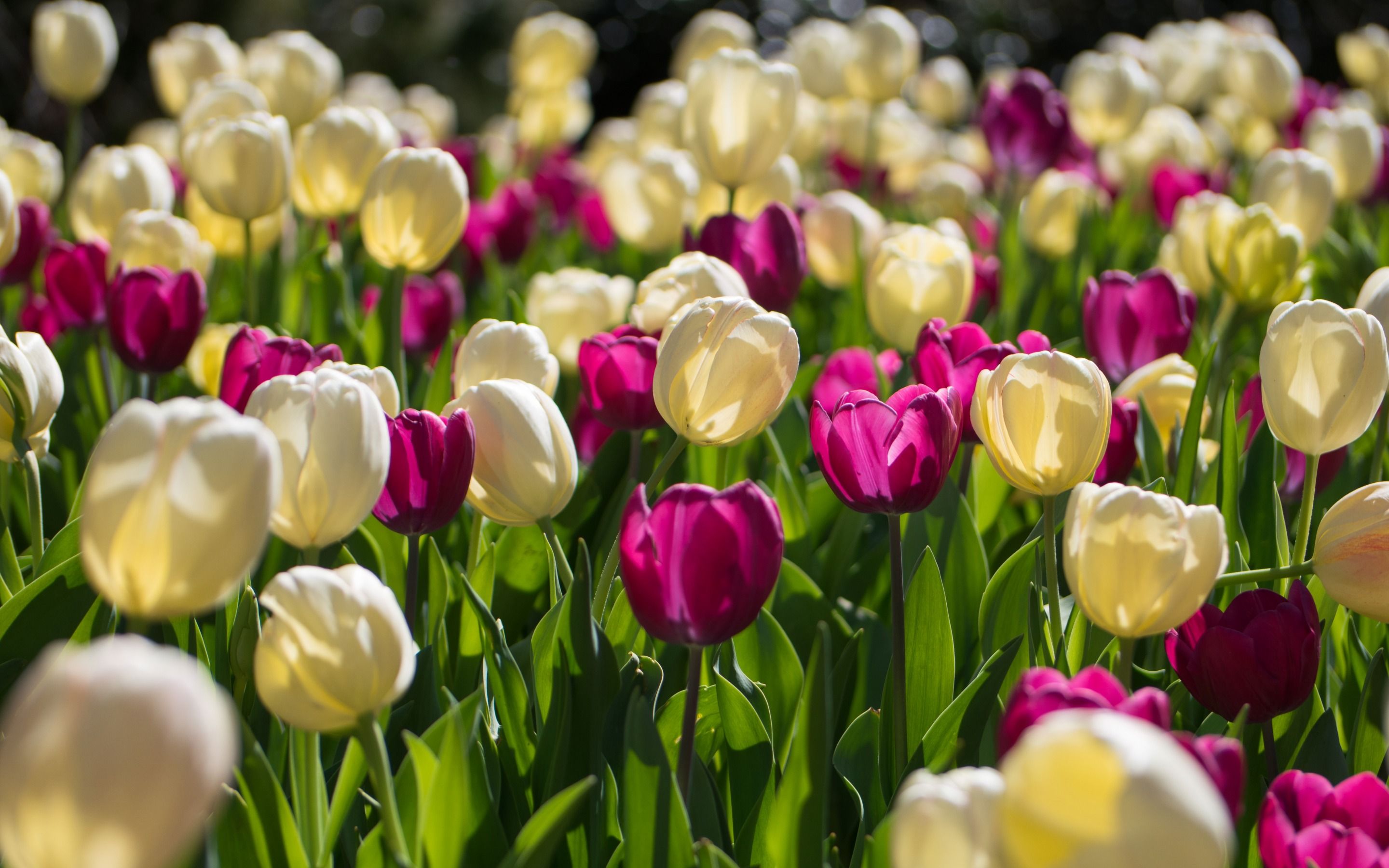 Tulpen, Weiße Tulpen, Lila Tulpen, Tulpenfeld, Frühling, 2K, MacBook-Hintergrundbild